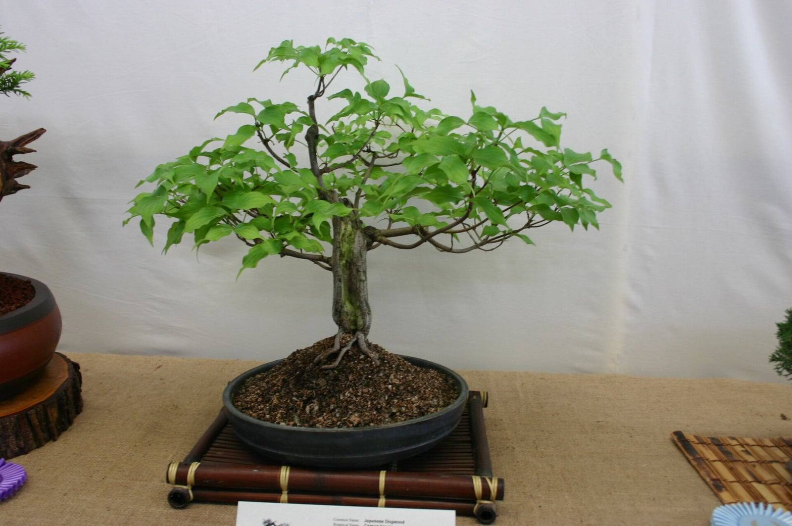 Bonsái de cornejo kousa con hojas, de tronco recto y liso que sostiene una copa extendida de hojas verde claro, en una maceta ovalada oscura sobre un soporte de bambú, en una exposición.