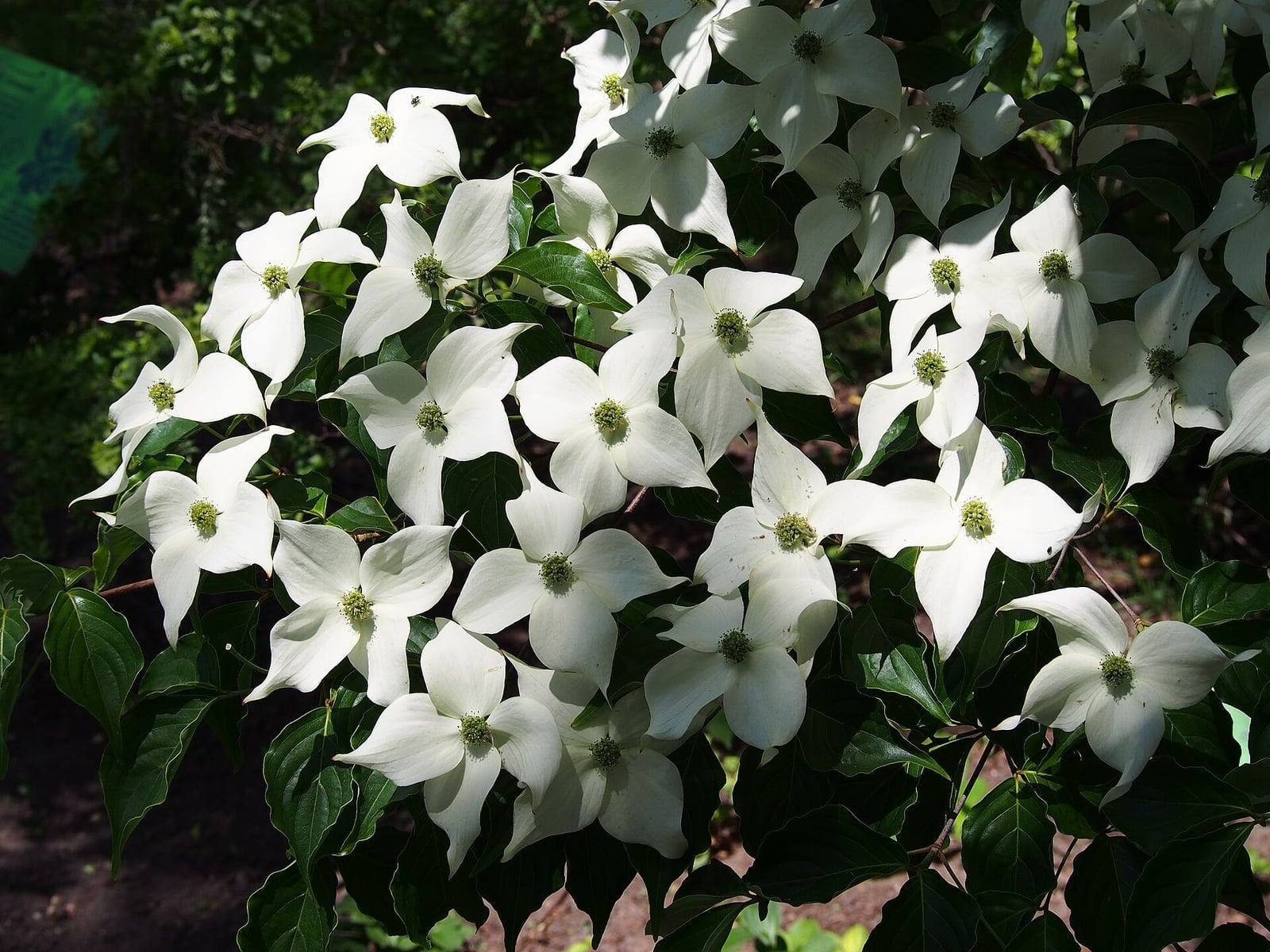 Rama florida de Cornus kousa: numerosas inflorescencias rodeadas de cuatro brácteas blancas puntiagudas sobre hojas verde oscuro, en el jardín botánico de Breslavia.