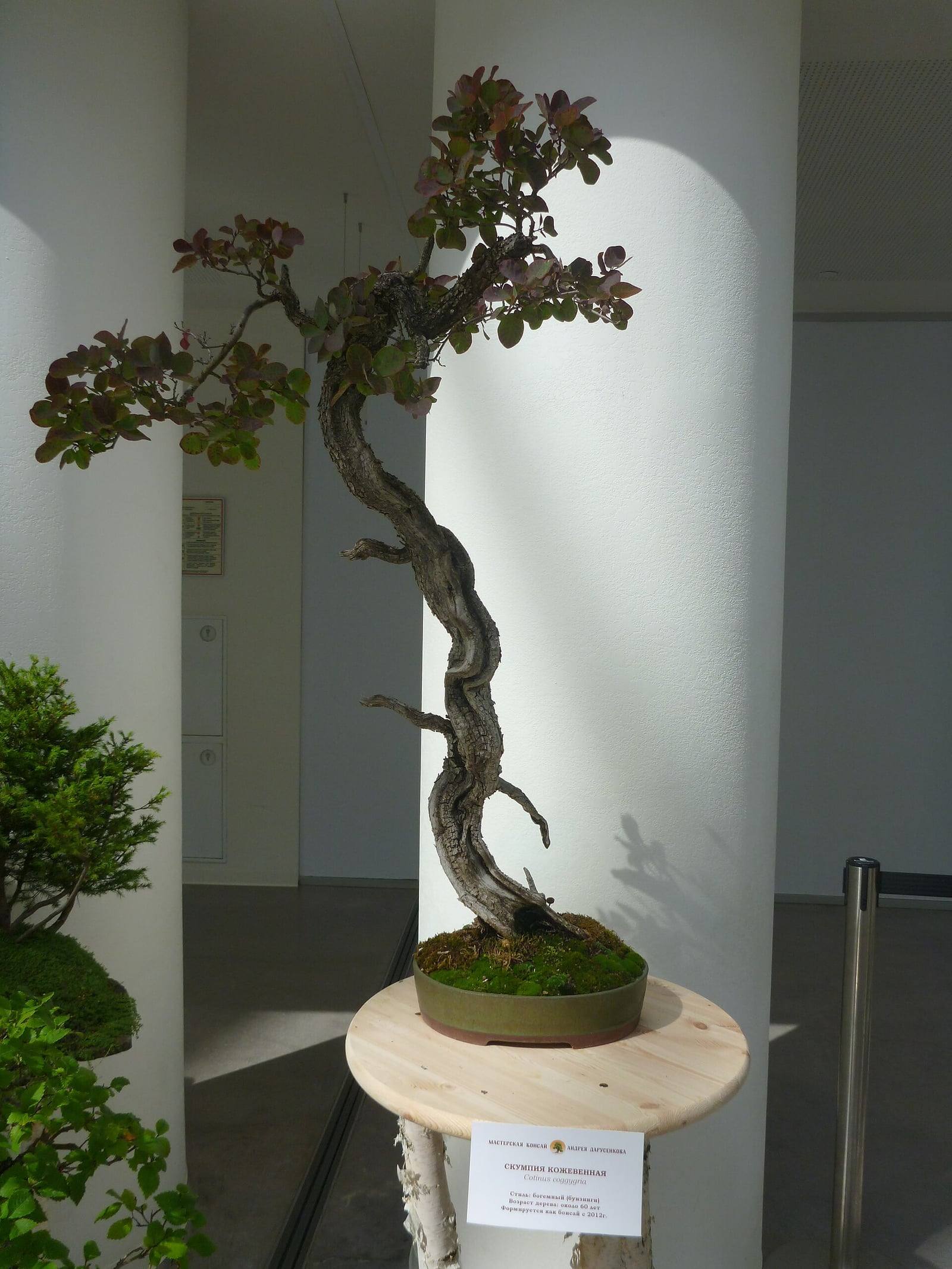 Bonsái de árbol de las pelucas de estilo literato, con un tronco largo y sinuoso de corteza hendida y ramas muertas conservadas, que lleva en lo alto algunos grupos de hojas redondas de color verde purpúreo, en una maceta redonda poco profunda.