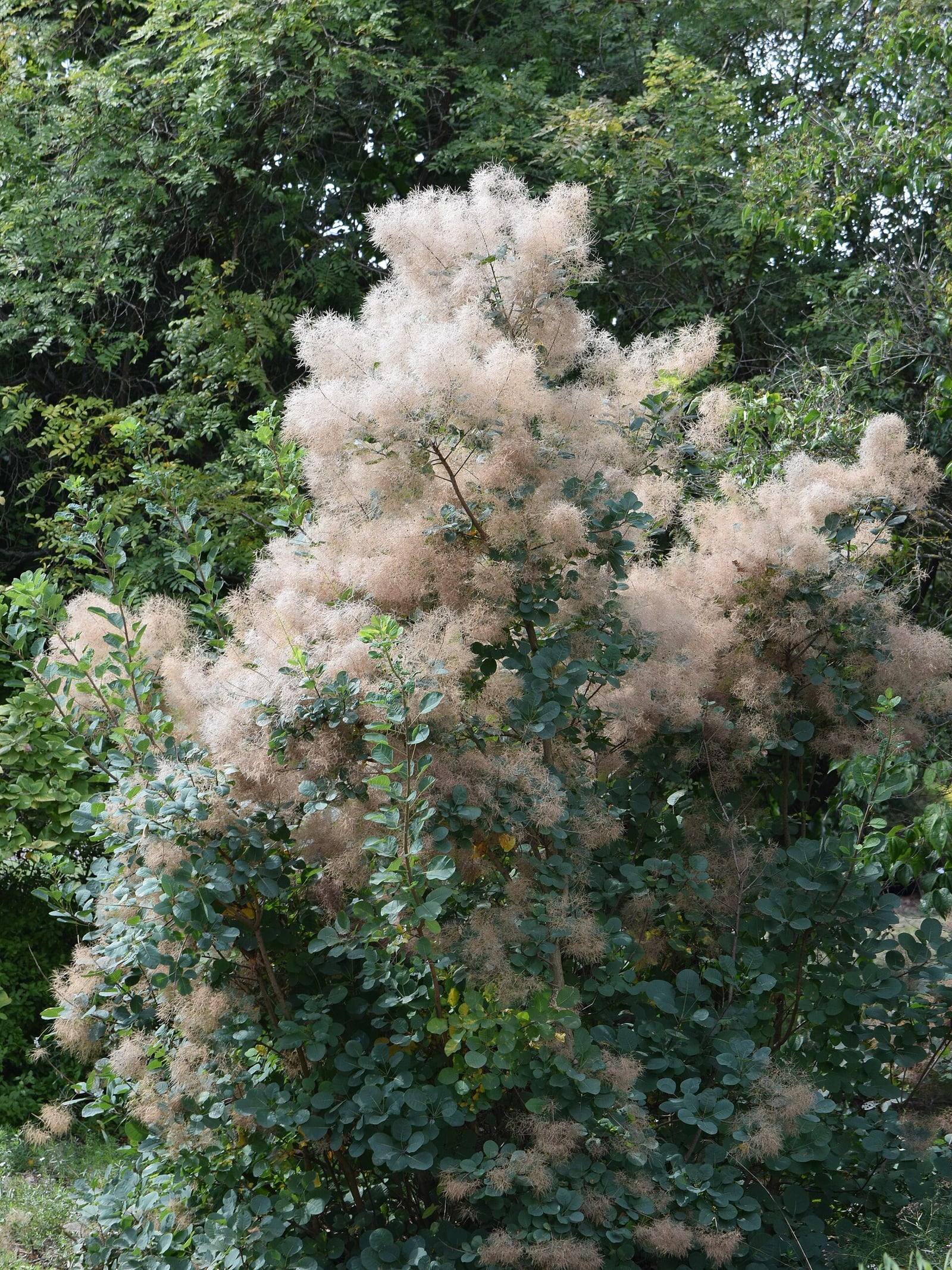 Smoke tree in summer in a botanical garden: a shrub with rounded blue-green leaves covered in large, feathery pinkish-beige plumes that look like a cloud of smoke.