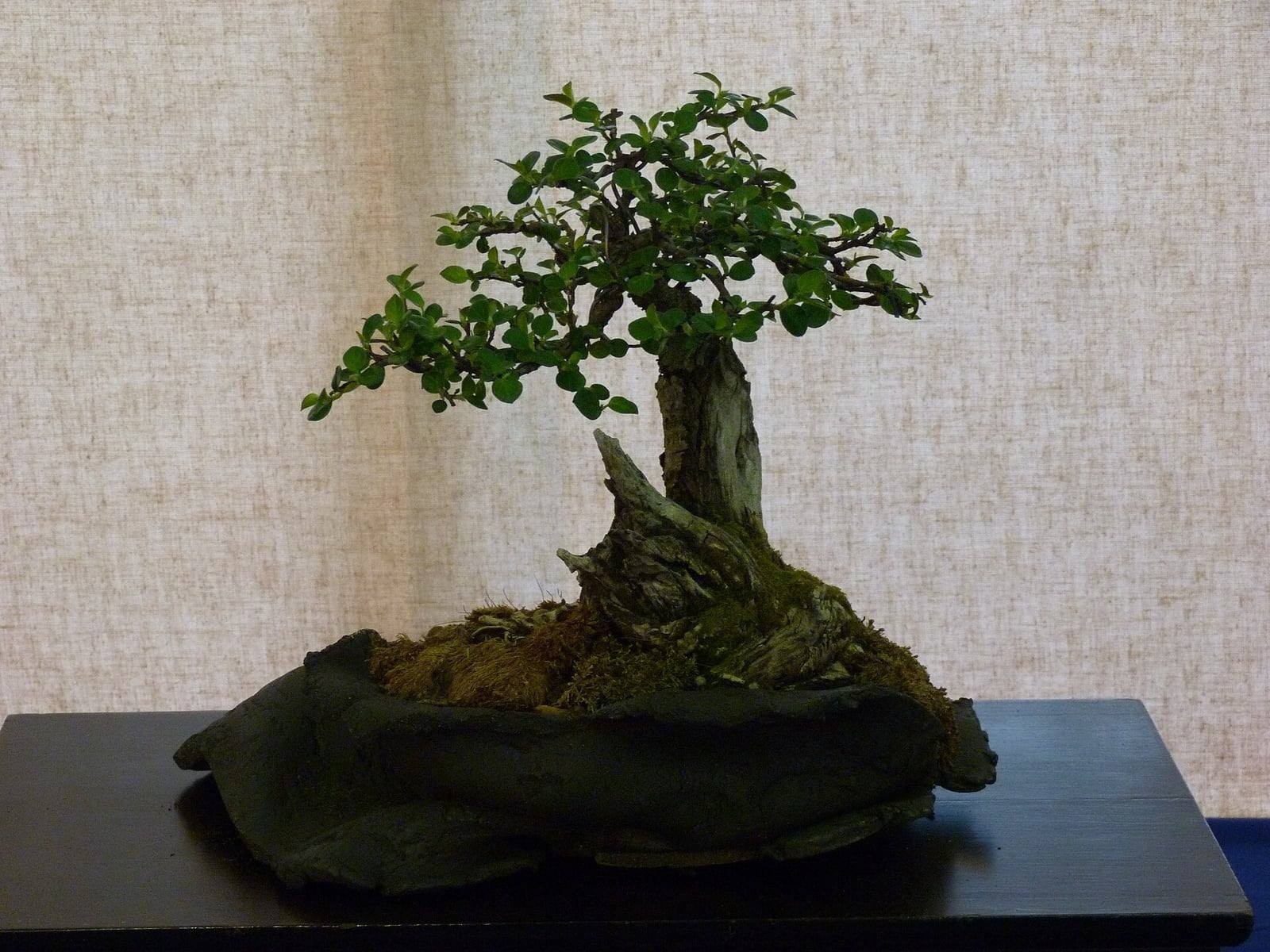 Rockspray cotoneaster bonsai with a short, gnarled trunk showing deadwood, topped by a crown of small, round dark green leaves, planted on a dark stone slab covered with moss.