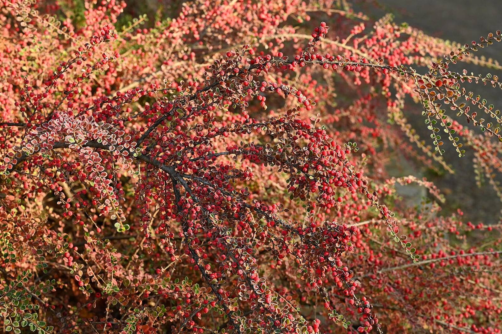 Rameaux de Cotoneaster horizontalis en arête de poisson à l’automne, couverts de baies rouges et de petites feuilles rougissantes.