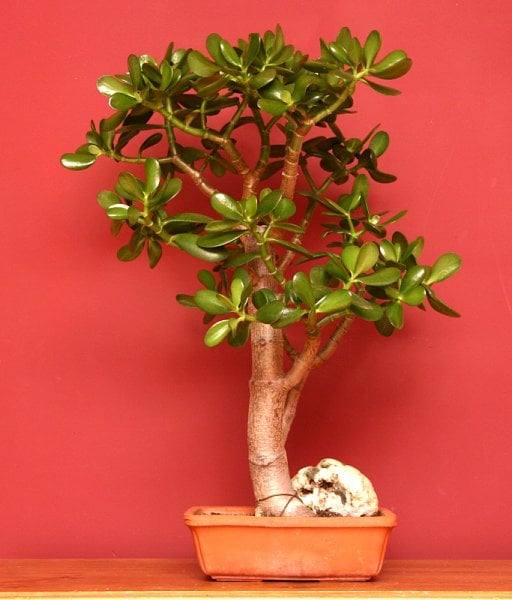 Bonsaï d’arbre de jade au tronc droit et lisse, portant une couronne aérée de feuilles charnues vert foncé, dans une coupe rectangulaire en terre cuite posée devant un mur rouge.