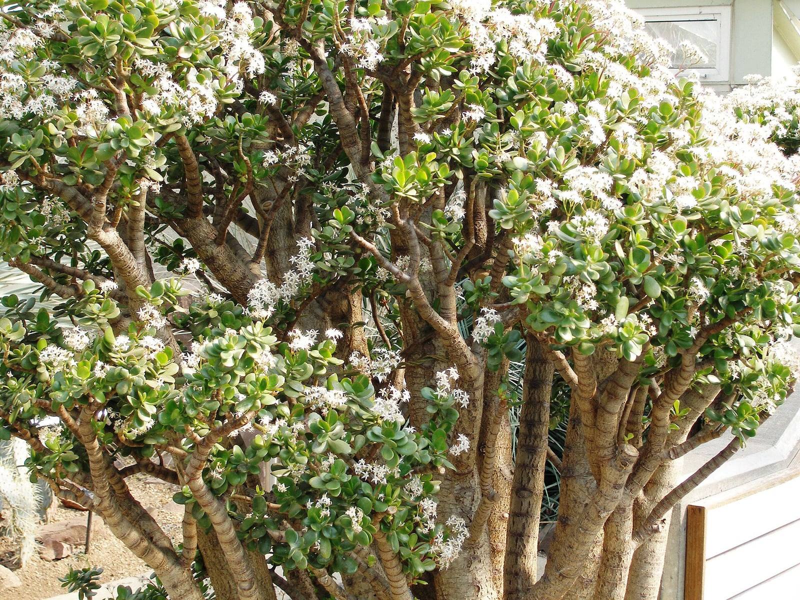 Crassula ovata adulta con porte de arbusto, troncos gruesos y ramificados, hojas carnosas ovaladas y racimos de pequeñas flores blancas.