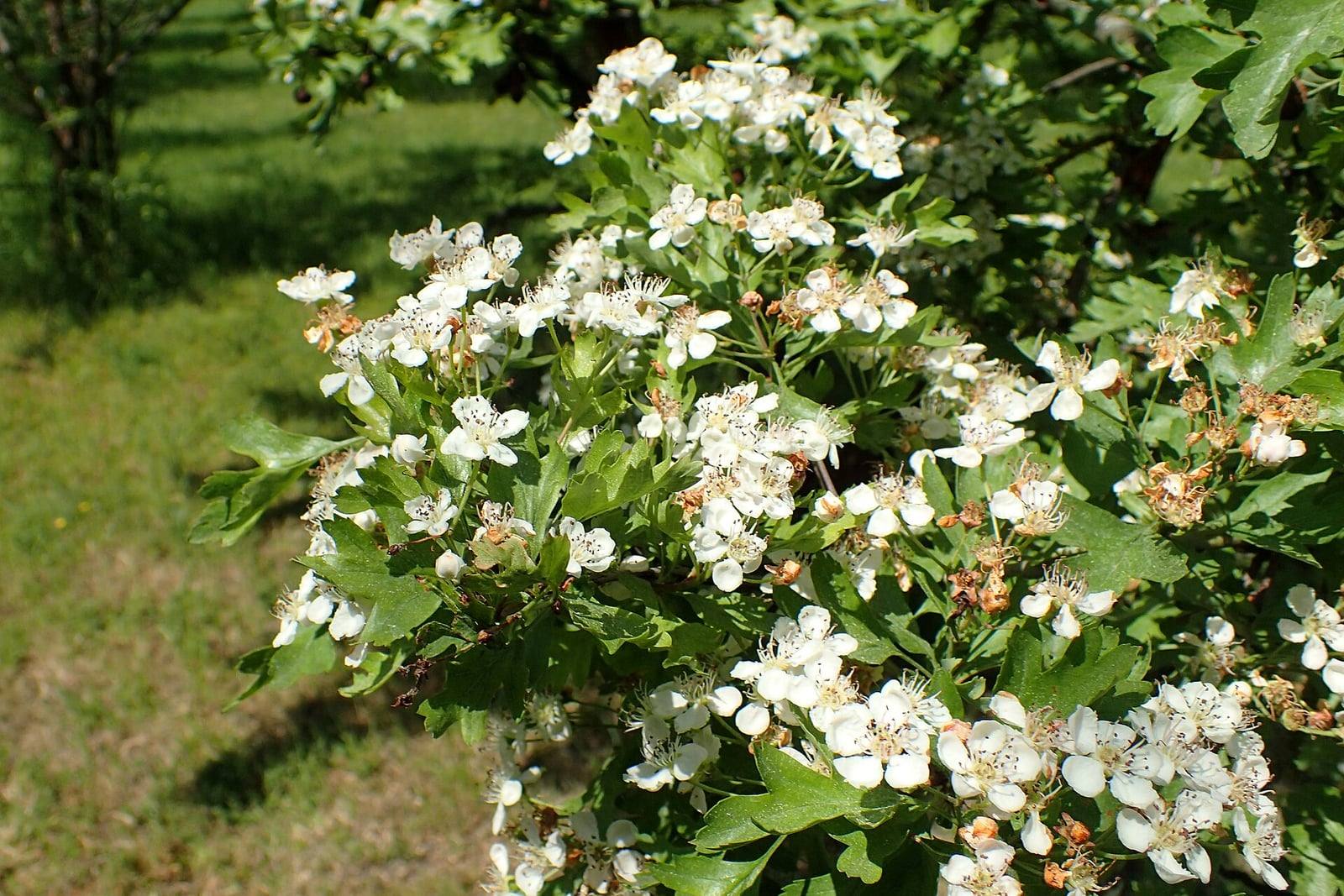 Ramas de espino navarro en plena floración, cubiertas de ramilletes de flores blancas con estambres rojos entre hojas de un verde brillante poco lobuladas, al sol.