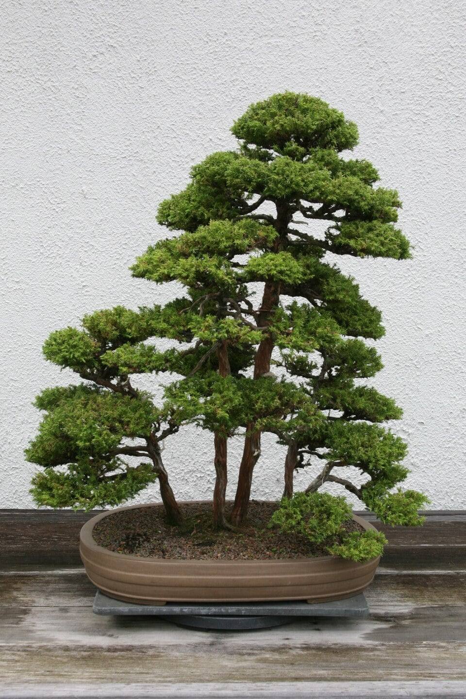 Bonsaï de cryptoméria du Japon en forêt : plusieurs troncs droits brun rouge de hauteurs différentes, coiffés d’étages de feuillage vert dense, dans une coupe ovale brune peu profonde posée devant un mur blanc.