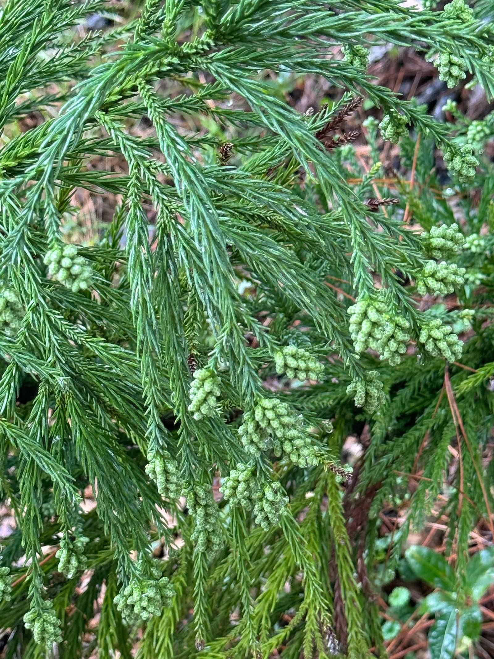 Ramas de criptomeria de agujas verdes cortas y arqueadas, dispuestas en espiral, con numerosos racimos de pequeños conos masculinos de color verde pálido.