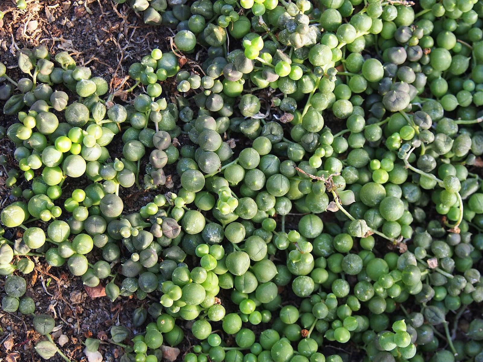 Tapiz denso de Curio rowleyanus: tallos finos cubiertos de hojas esféricas verdes de distintos tamaños, extendidos sobre el suelo.