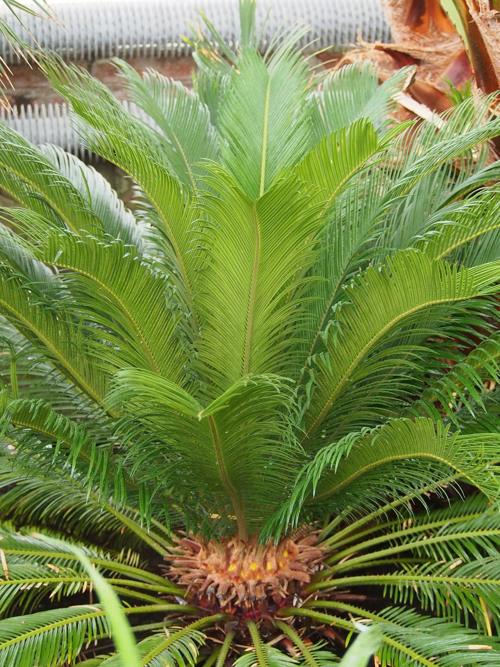 Cycas revoluta grown in a glasshouse: a crown of bright green pinnate leaves with fine, closely set leaflets fanning out above a brown center.
