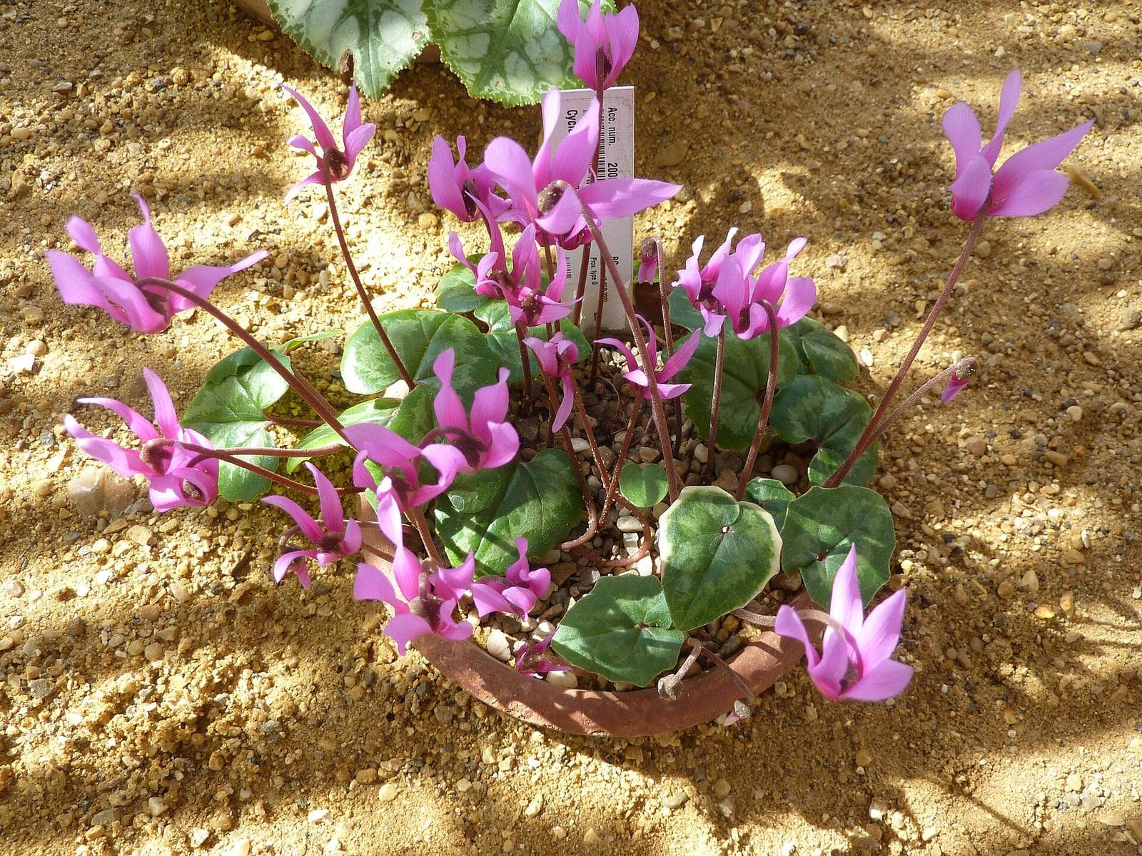 Ciclamen de Persia en maceta en un jardín botánico: hojas en forma de corazón jaspeadas de plata y numerosas flores rosas con los pétalos vueltos hacia arriba.