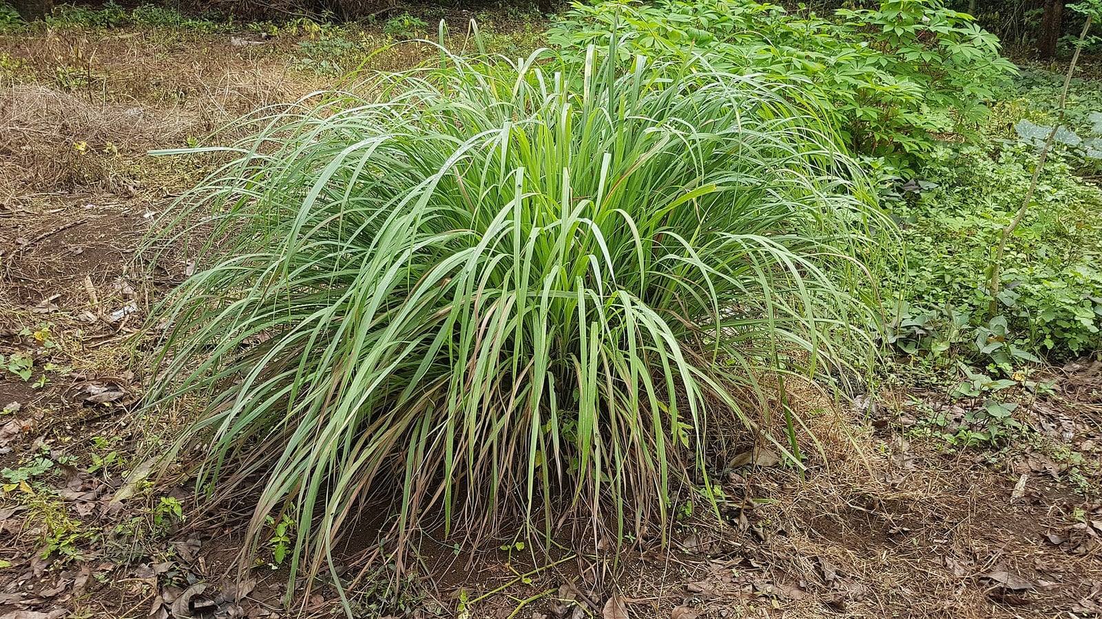 Grosse touffe de citronnelle plantée en pleine terre, aux longues feuilles étroites vert clair qui se dressent puis retombent en fontaine.