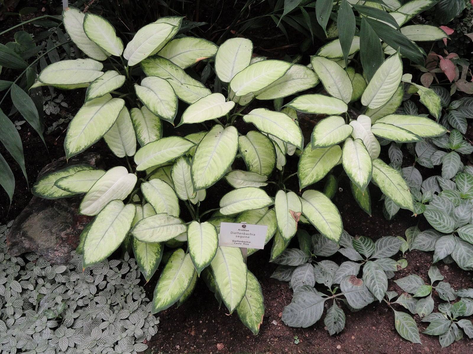 Mata de Dieffenbachia seguine en un jardín botánico, con grandes hojas ovaladas de color crema pálido bordeadas de verde y su etiqueta botánica.