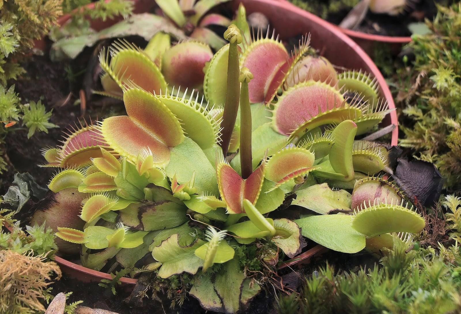 Potted Venus flytrap rosette with open green traps flushed red and edged with bristles, and two young flower stalks rising from the center.