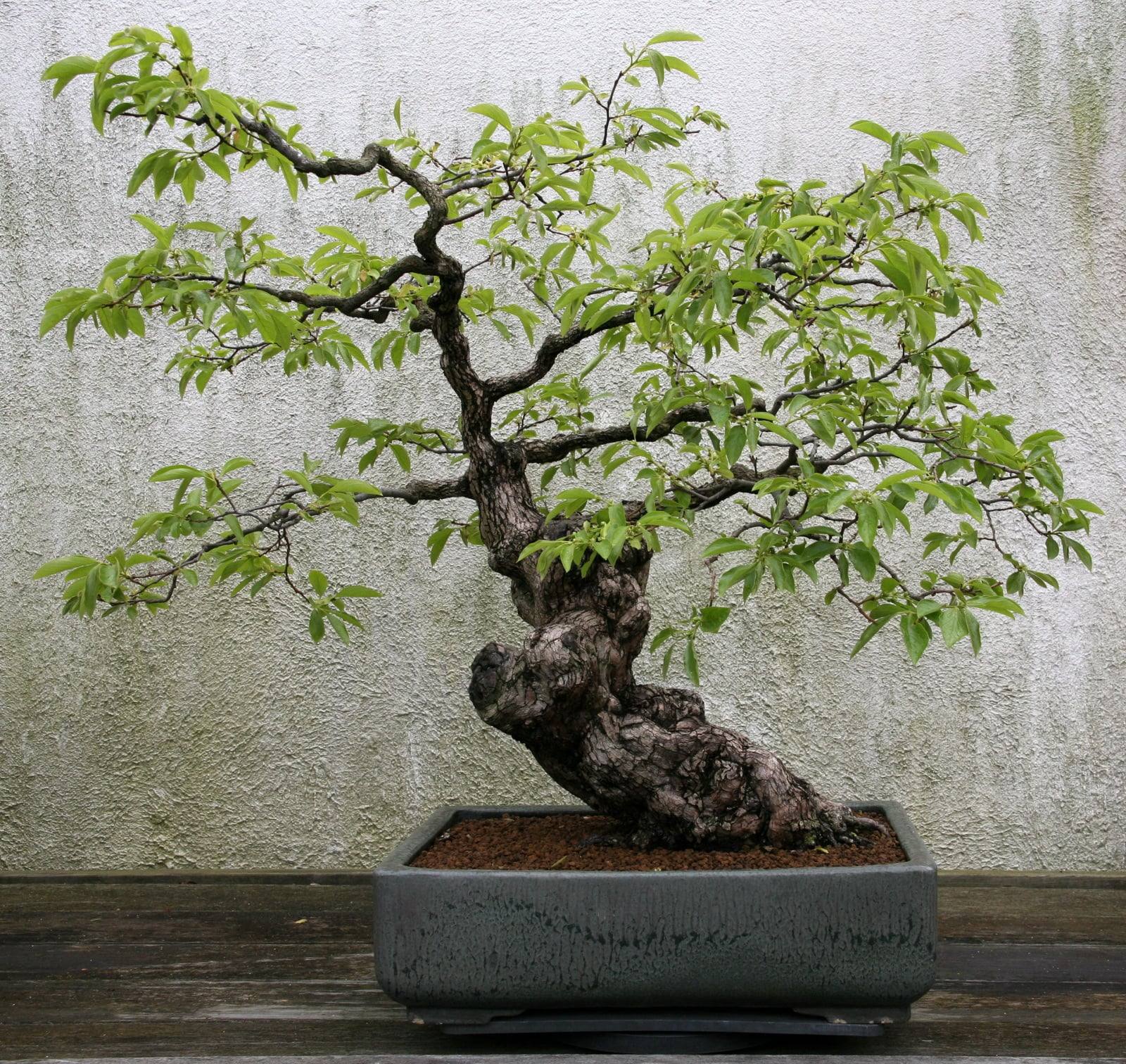 Bonsái de caqui de tronco grueso, nudoso e inclinado, con finas ramas de follaje verde claro, en una maceta rectangular gris verdosa delante de un muro claro.