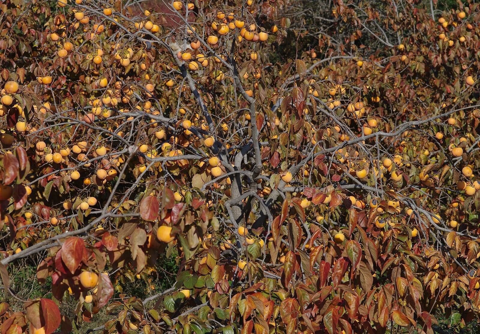 Caqui en otoño, con las ramas grises cargadas de numerosos frutos anaranjados entre hojas que viran al rojo y al marrón.
