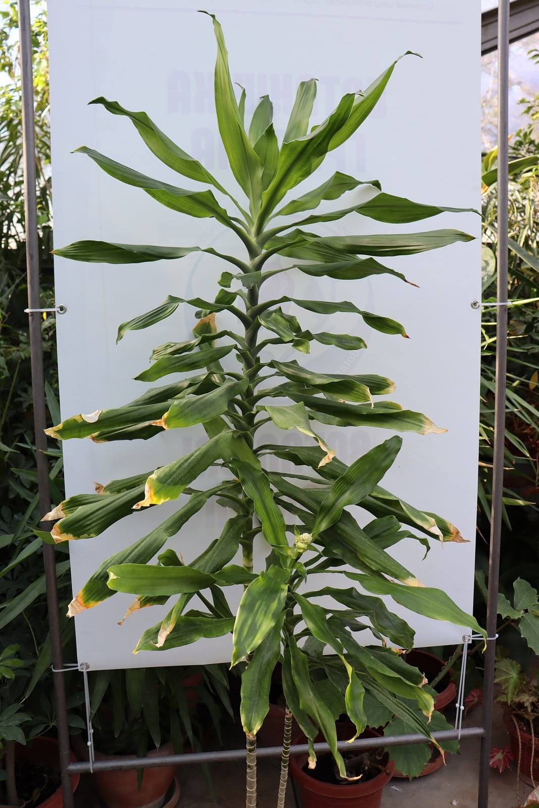 Dracaena fragrans completa, con dos troncos anillados y largas hojas verdes en rosetas, en un jardín botánico.