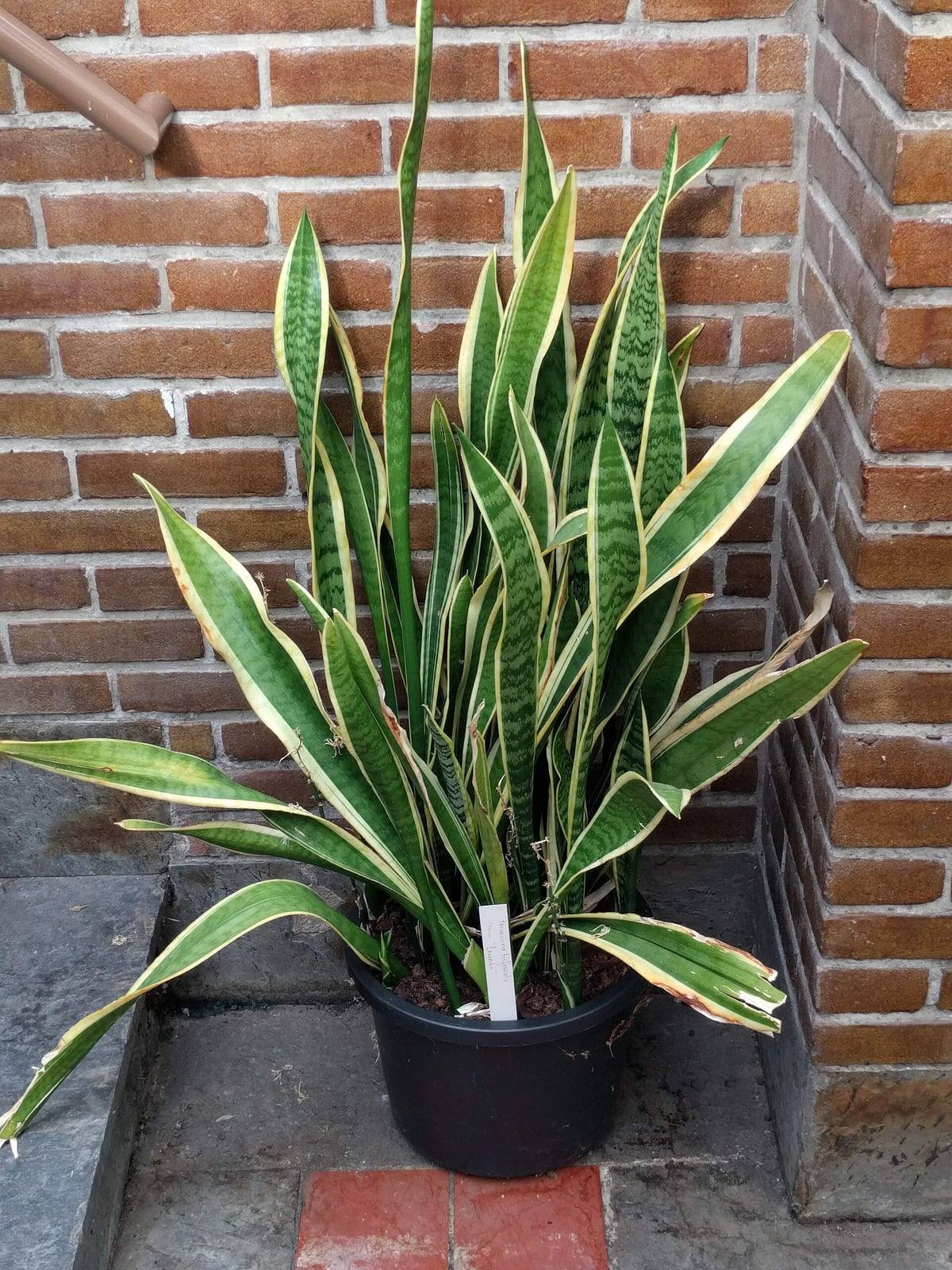 Potted snake plant with upright, sword-shaped leaves banded in dark and light green with yellow edges, against a brick wall.