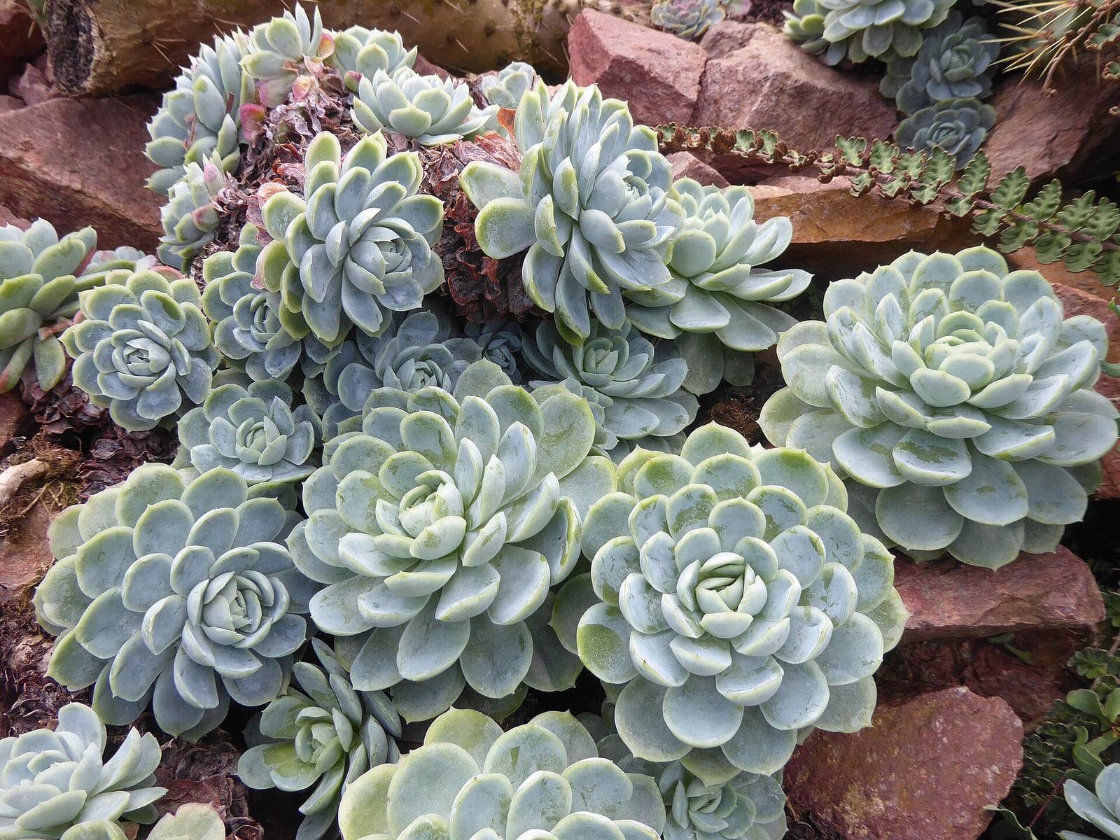 Colonie d’Echeveria elegans entre des pierres rouges : rosettes serrées de feuilles charnues vert bleuté pâle, à l’aspect poudré.