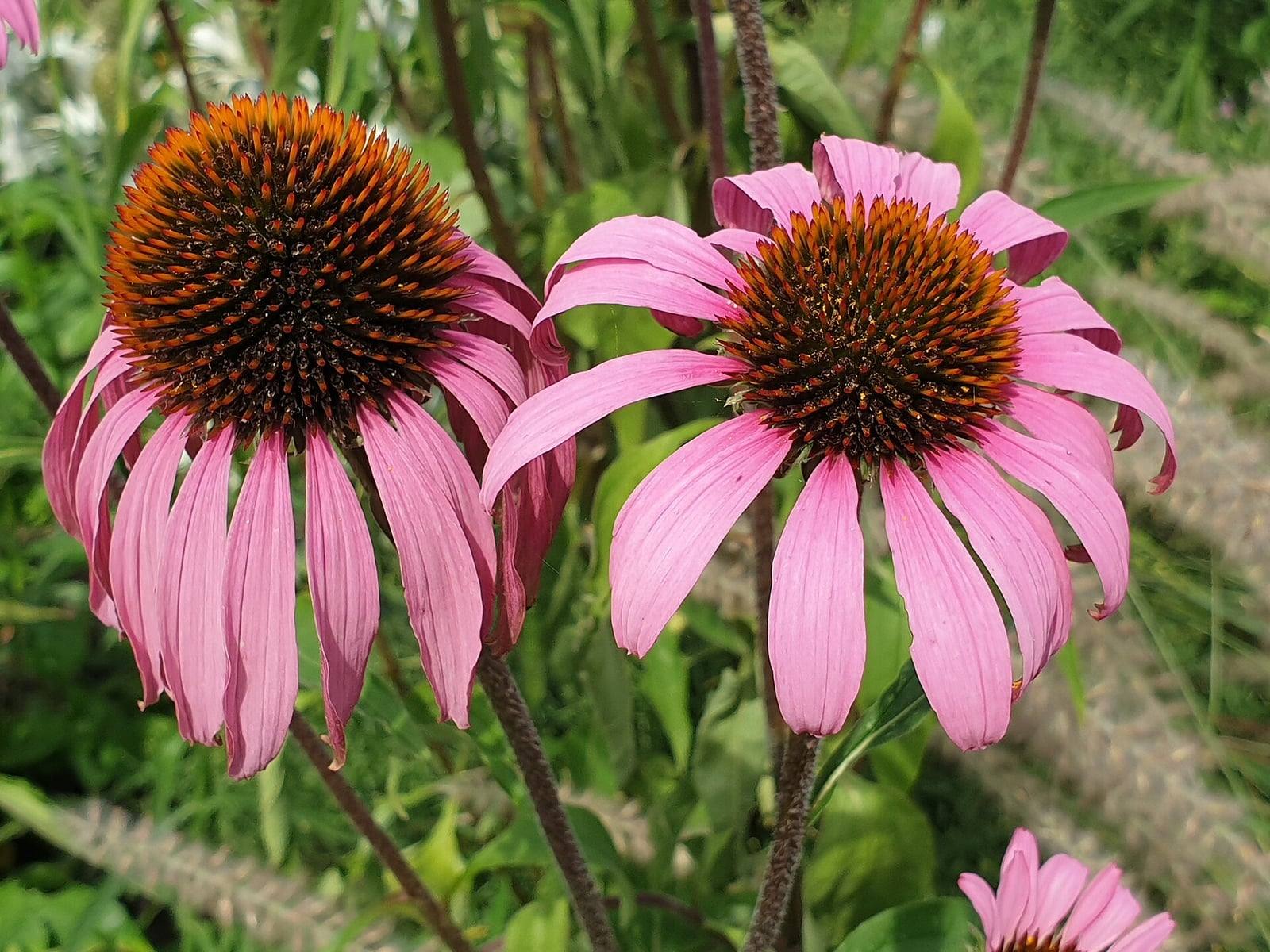 Deux capitules d’échinacée pourpre aux ligules roses retombantes autour d’un cœur bombé brun orangé, sur des tiges velues.