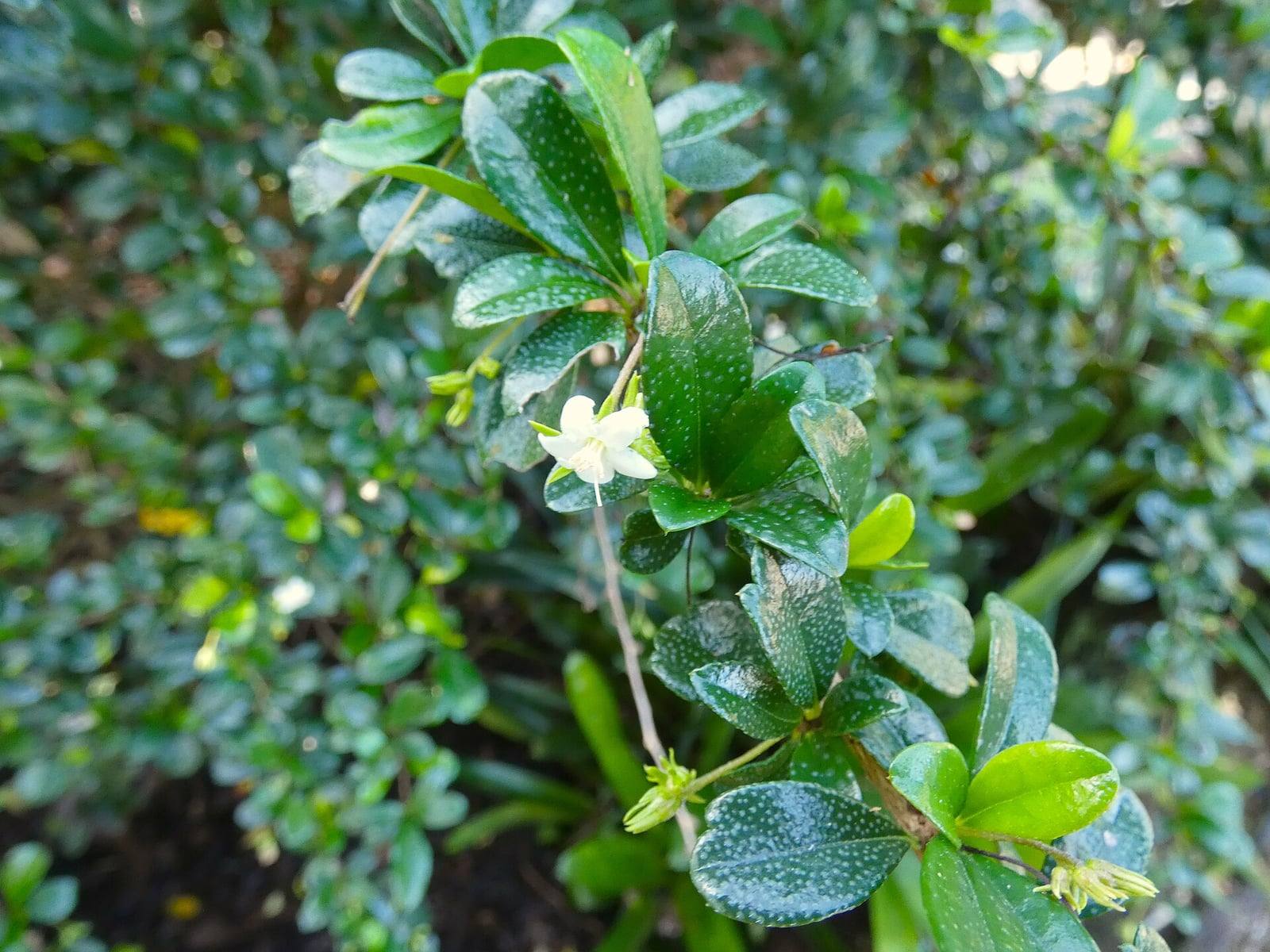 Rameau de thé de Fukien aux petites feuilles vert sombre et luisantes, groupées en bouquets, portant quelques minuscules fleurs blanches étoilées.