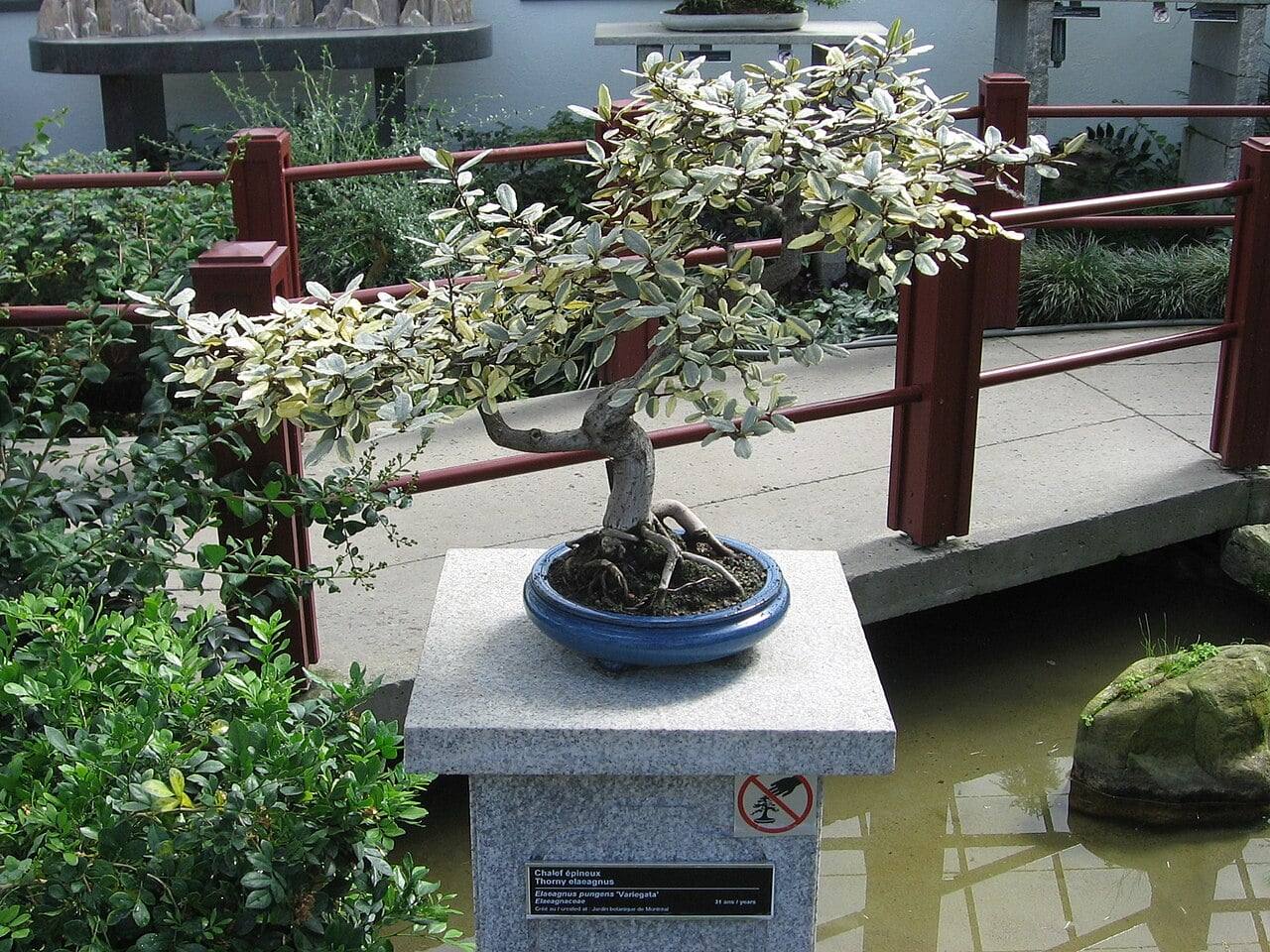 Bonsái de Elaeagnus pungens variegado de tronco inclinado y raíces a la vista, en una maceta redonda azul sobre un pedestal de granito con cartel, en el Jardín Botánico de Montreal.