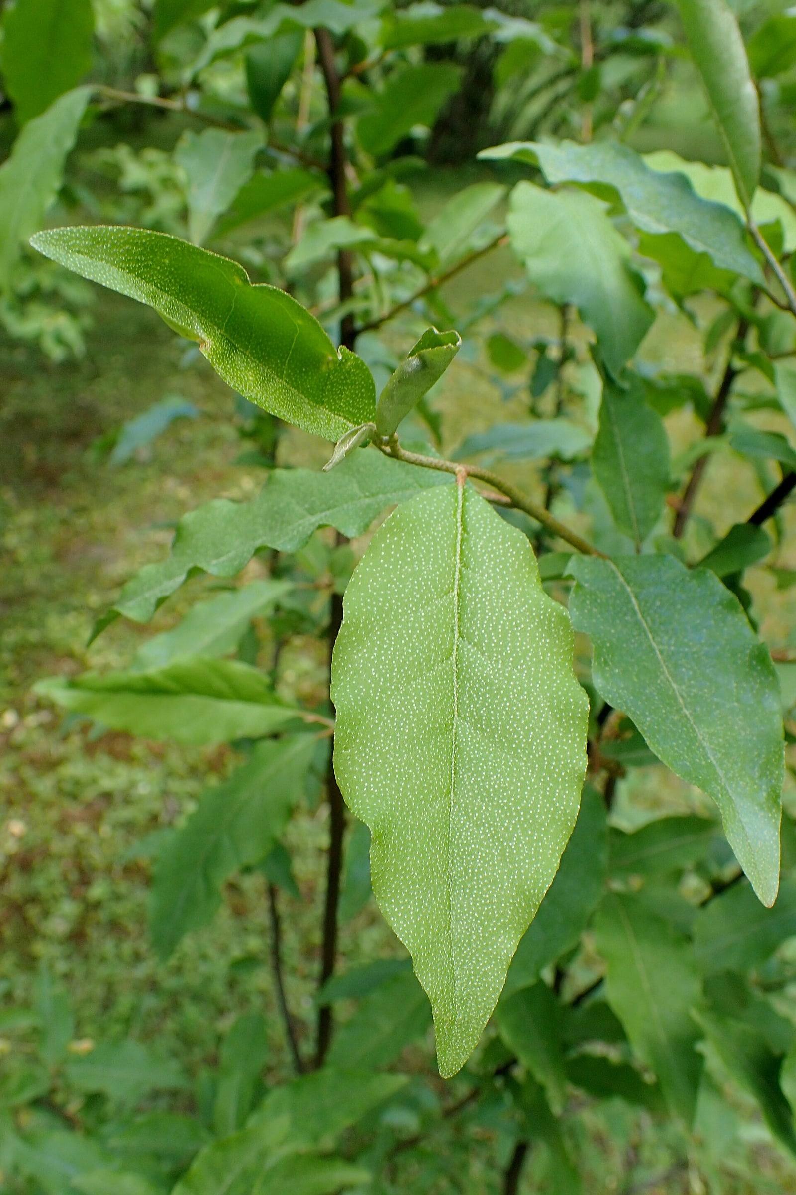Rameau de chalef épineux aux feuilles ovales à bord ondulé, vert brillant parsemé de minuscules points argentés, au Jardin botanique de Berlin-Dahlem.
