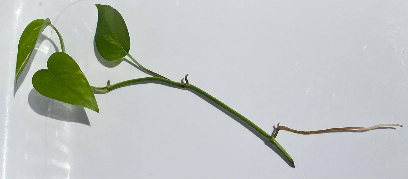 Pothos cutting on a white background: a green stem with three heart-shaped leaves and a new root, grown in water, emerging at a node.