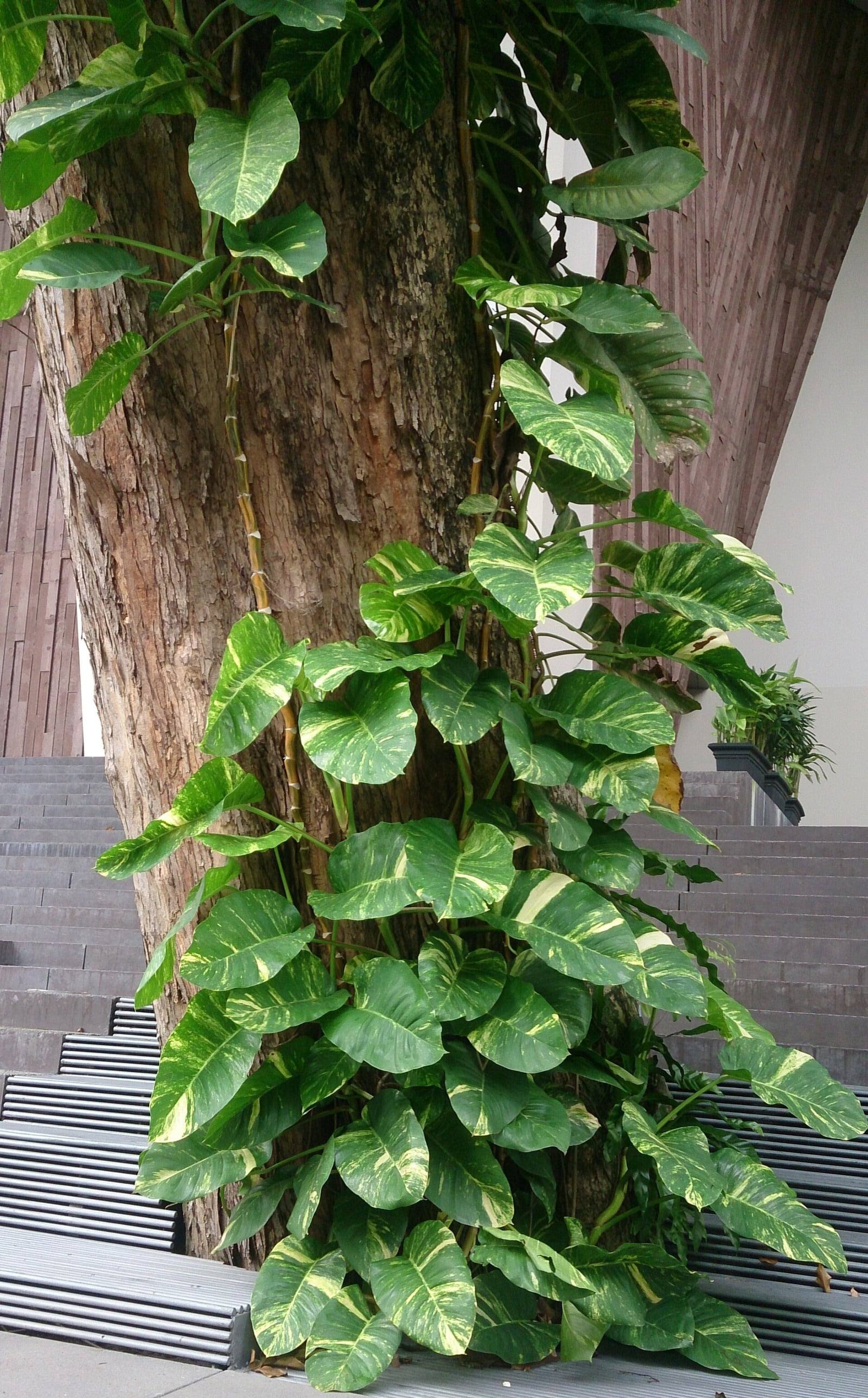Potus trepando por un tronco de árbol, con hojas acorazonadas verdes jaspeadas de amarillo, más grandes en la parte alta.