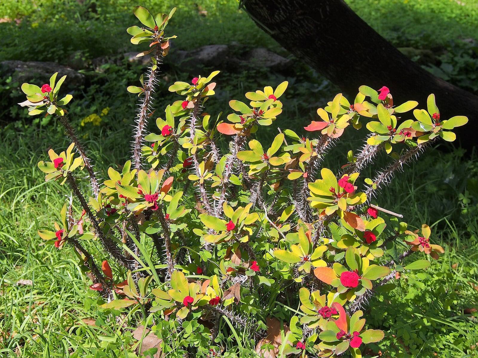 Touffe d’Euphorbia milii en pleine terre dans un jardin botanique : tiges dressées couvertes d’épines grises, bouquets de feuilles vert-jaune au sommet et petites inflorescences rouges.