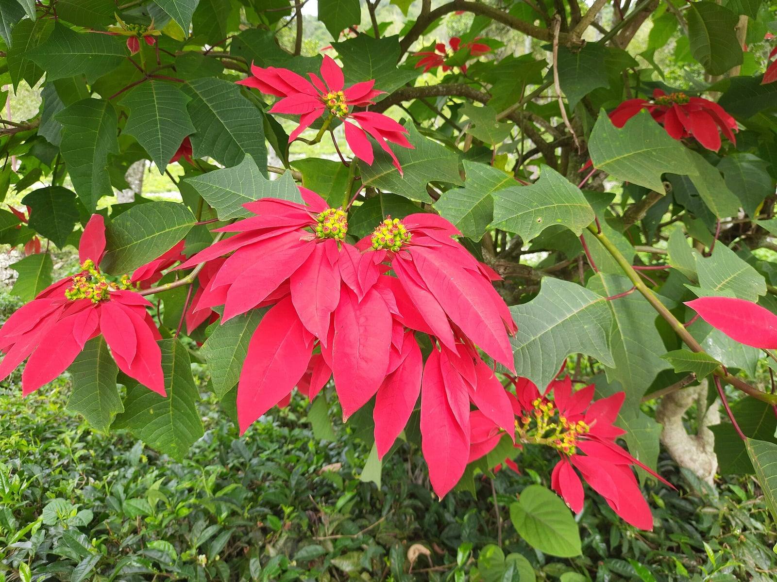 Rameaux de poinsettia cultivé en plein air, avec de grandes bractées rouges disposées en étoile autour de petits groupes de fleurs jaunes et verdâtres, sur fond de feuillage vert.