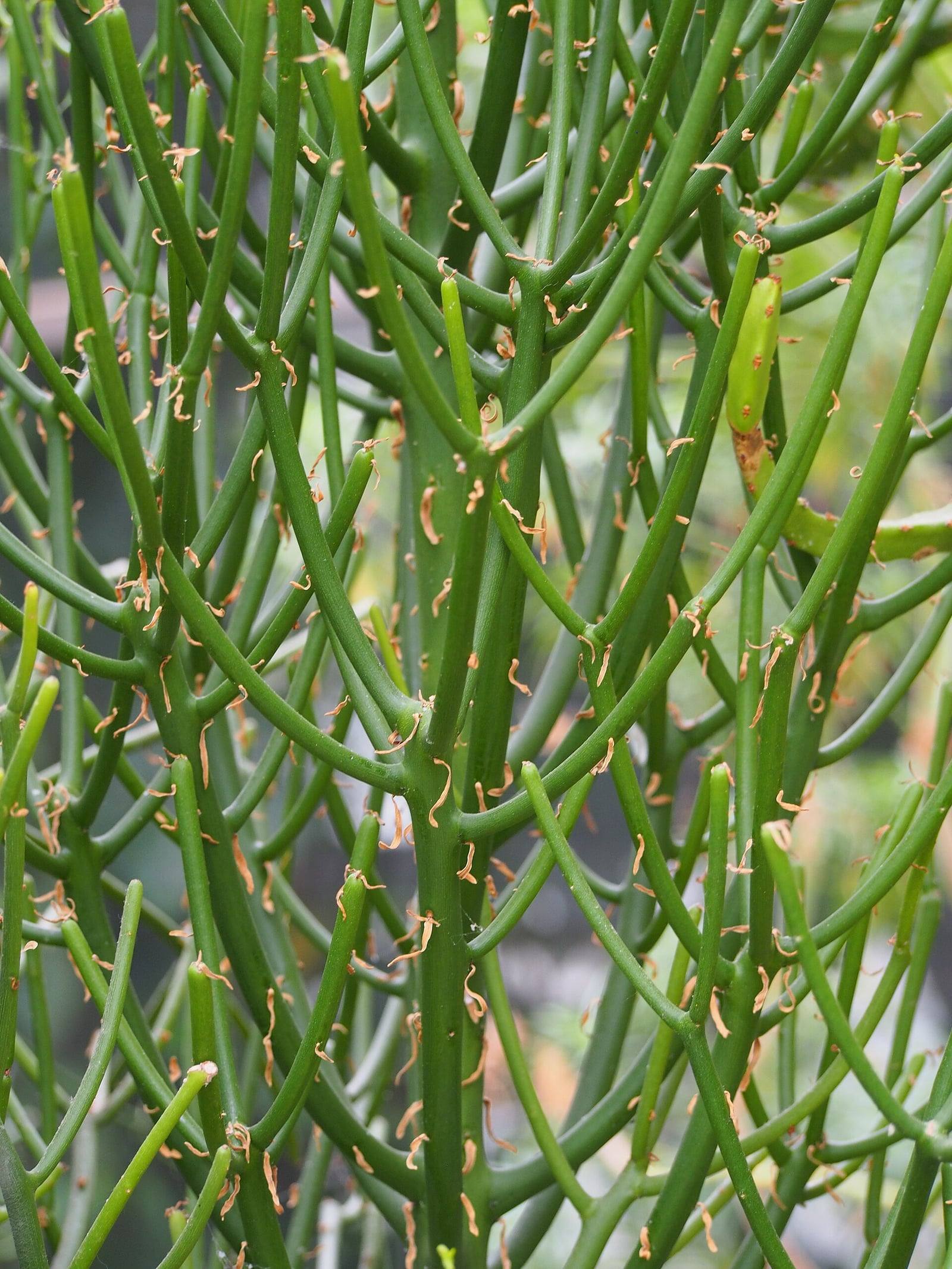 Rameaux d’Euphorbia tirucalli : fines tiges vertes et cylindriques, épaisses comme des crayons, ramifiées en tous sens, avec de minuscules feuilles sèches.