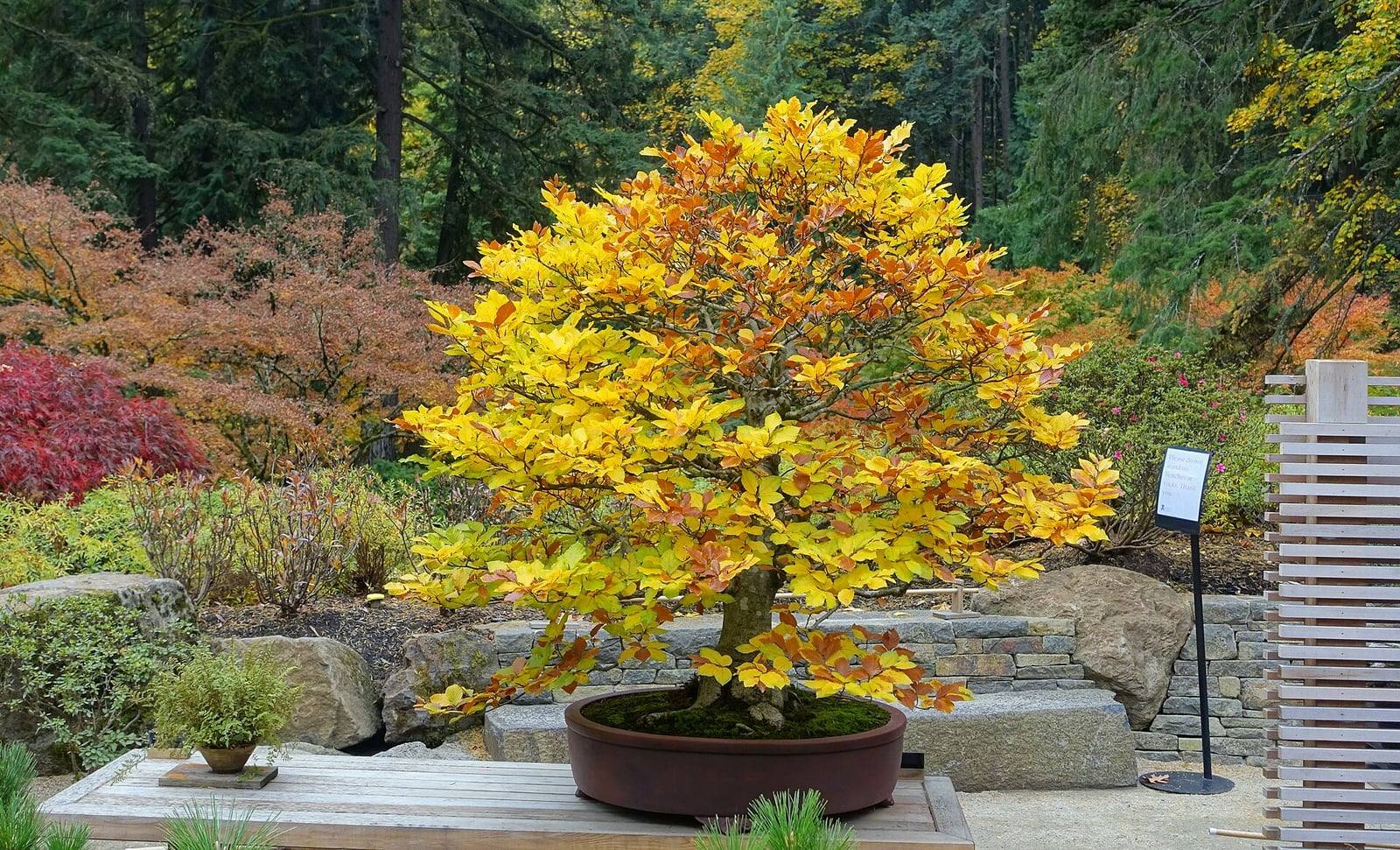 Bonsaï de hêtre commun au feuillage d’automne jaune d’or et orangé, formant un large dôme au-dessus d’un tronc court, dans une coupe ronde brun-rouge posée sur un banc, avec son étiquette.