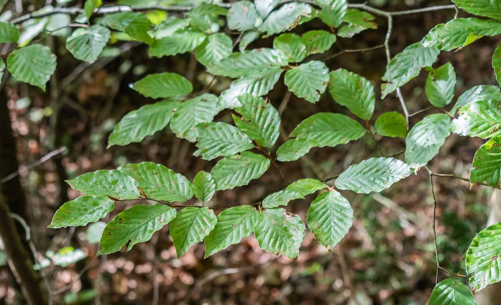 Rameaux de hêtre commun portant des feuilles ovales vert vif, alternes, aux nervures parallèles bien marquées et au bord légèrement ondulé, devant un sous-bois sombre.