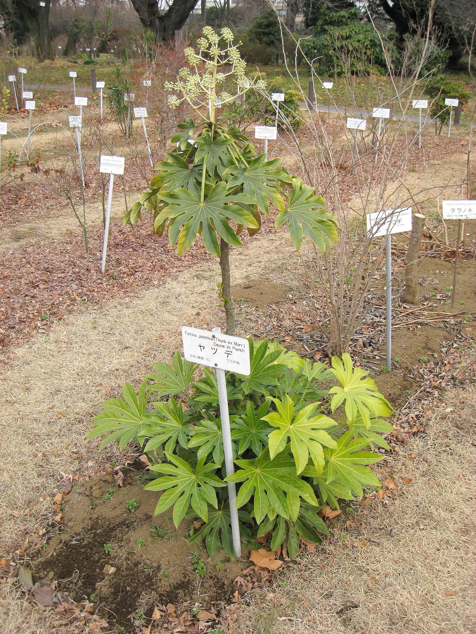 Fatsia japonica etiquetada en el Jardín Botánico de Koishikawa, con tronco erguido, grandes hojas verdes palmeadas y una inflorescencia clara.