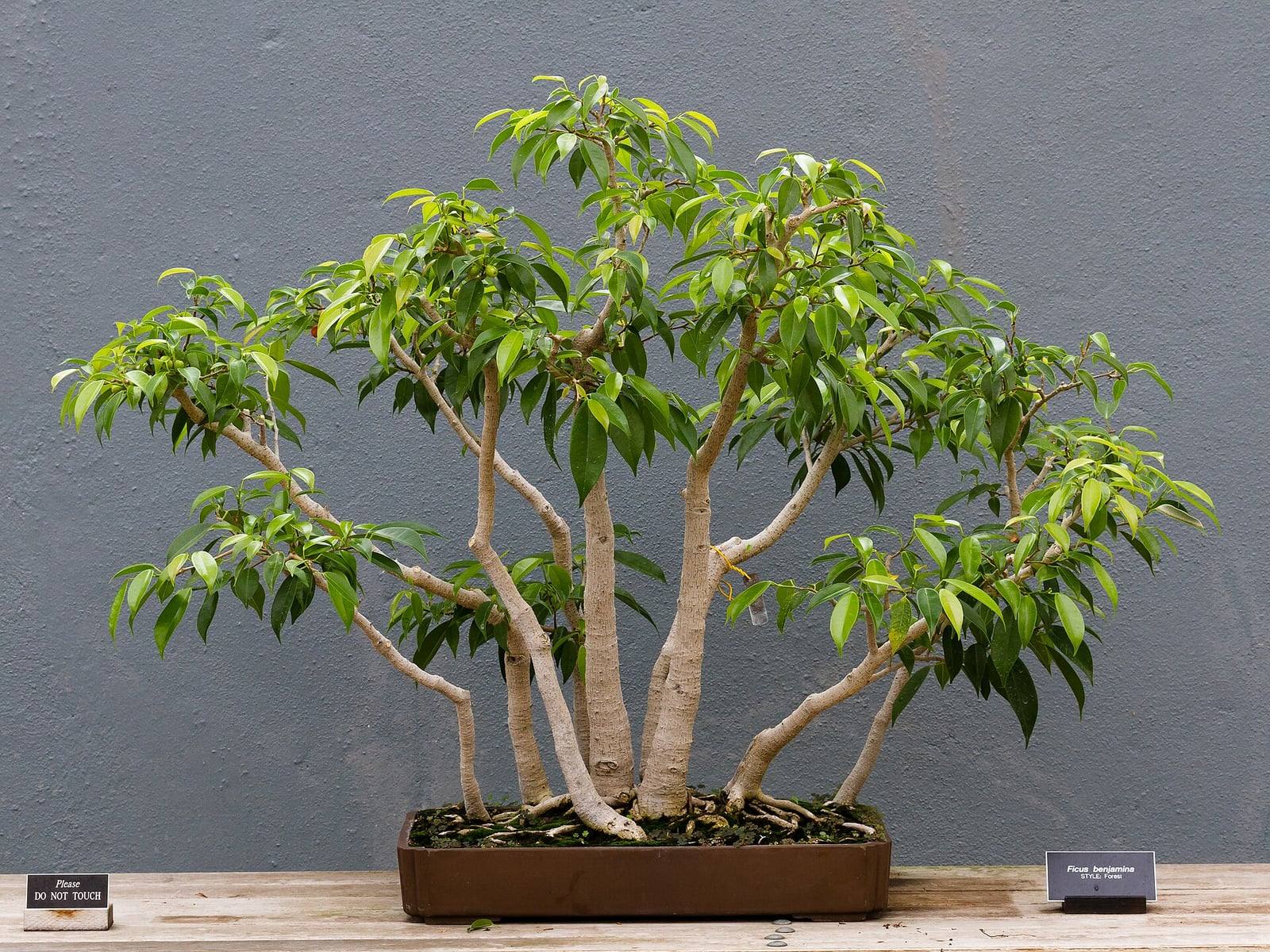 Bonsaï de Ficus benjamina en style forêt : plusieurs troncs élancés gris clair, aux feuilles vert vif pointues, dans une coupe rectangulaire brune devant un mur gris.