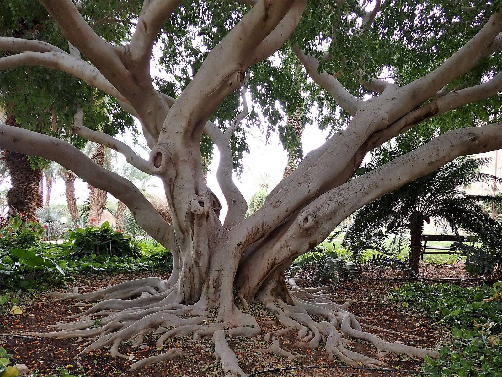 Ficus benjamina adulto en el jardín botánico de Ein Gedi, con un gran tronco claro ramificado y potentes raíces superficiales.