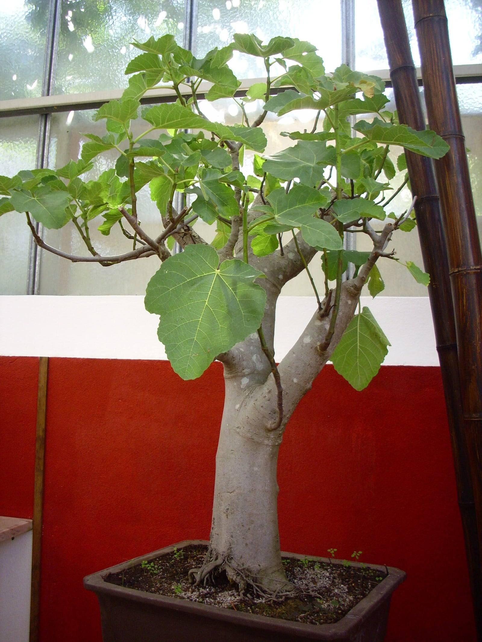 Fig bonsai with a thick, smooth, pale gray trunk dividing into several branches bearing large light green lobed leaves, in a brown rectangular pot against a red and white wall.