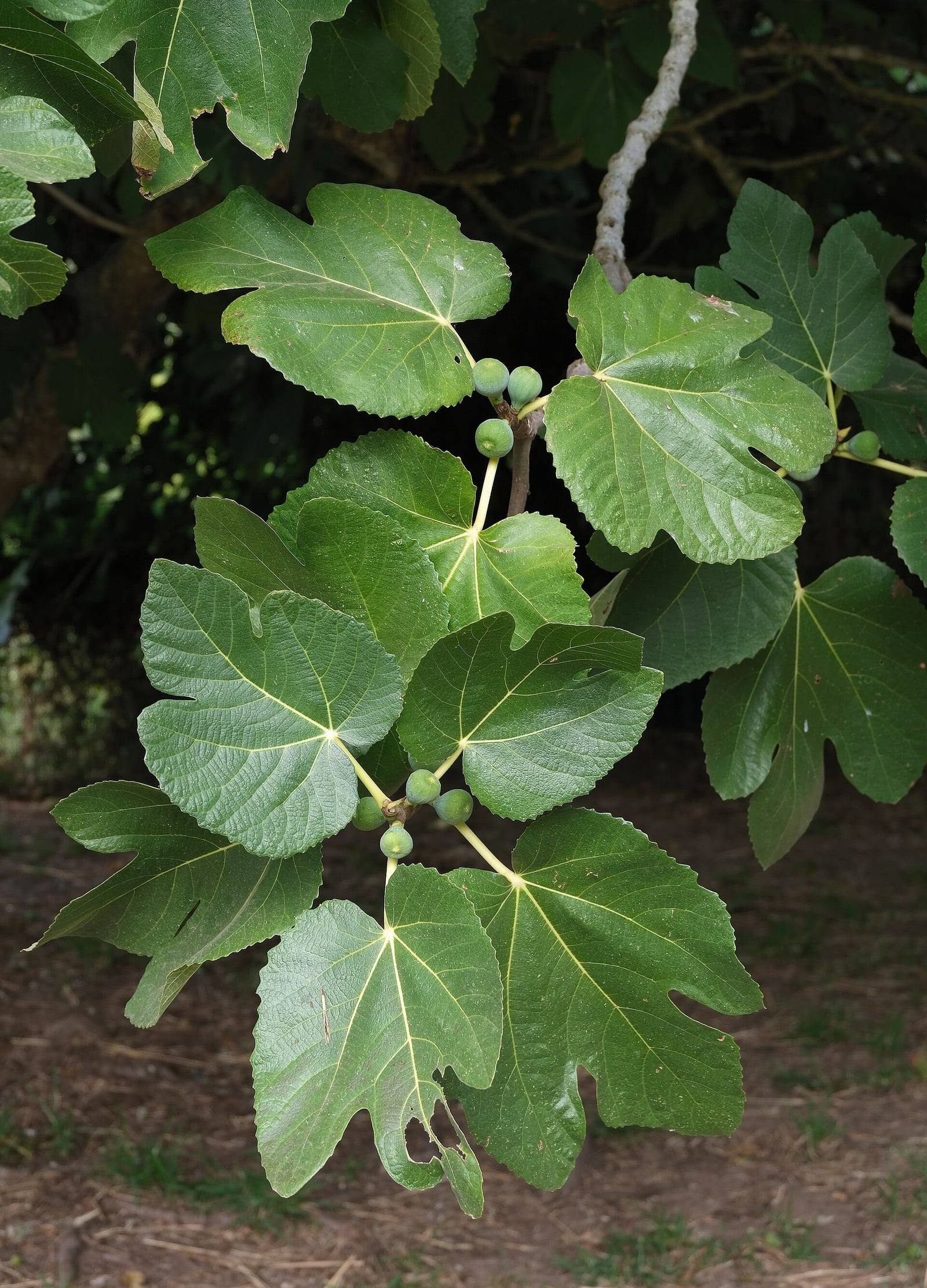 Rameau de figuier aux grandes feuilles vertes à trois ou cinq lobes, portant de petites figues vertes immatures à l’aisselle des feuilles.