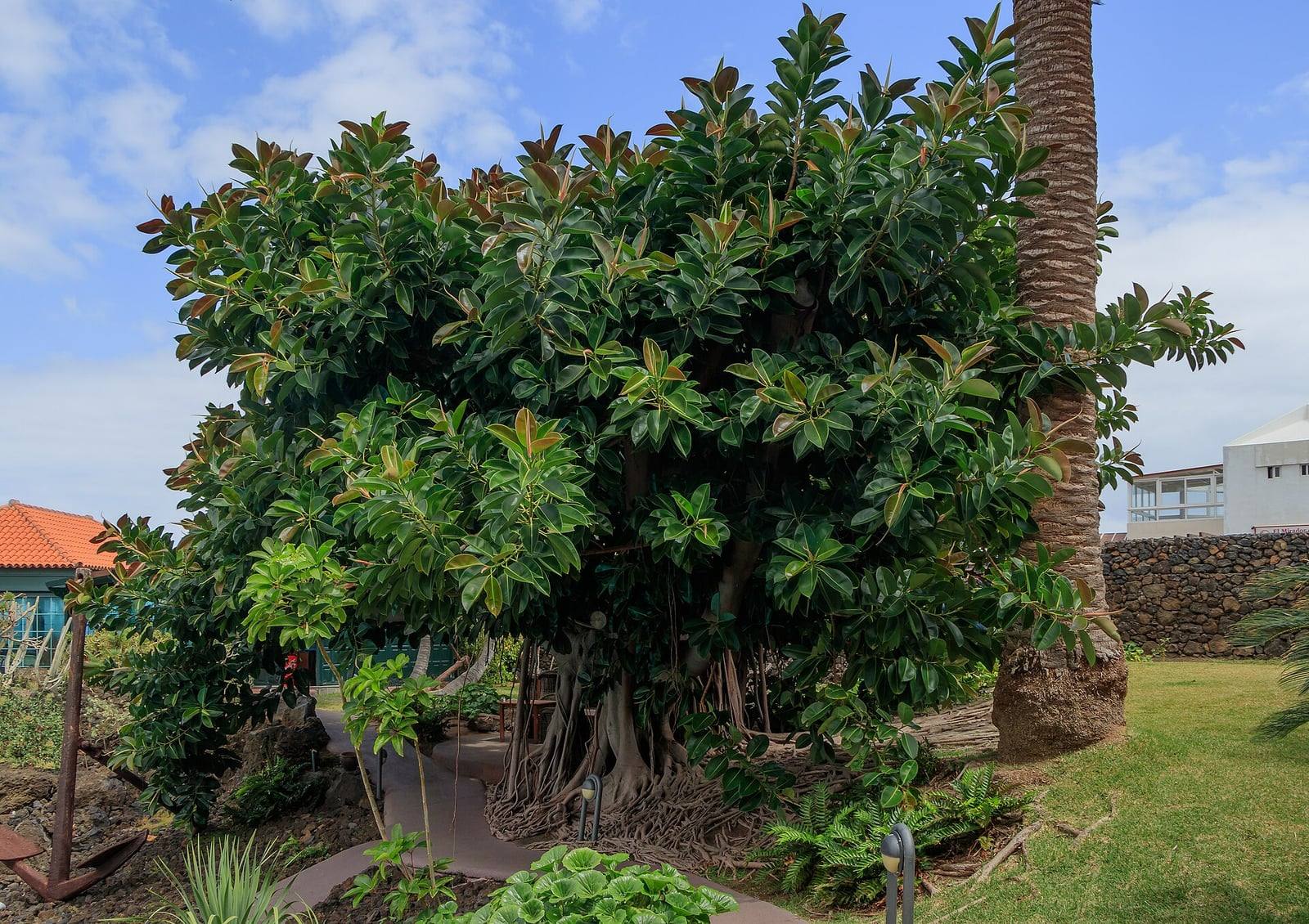 Gomero plantado en un jardín de La Palma: copa densa de grandes hojas brillantes con brotes rojizos y raíces aéreas en la base.