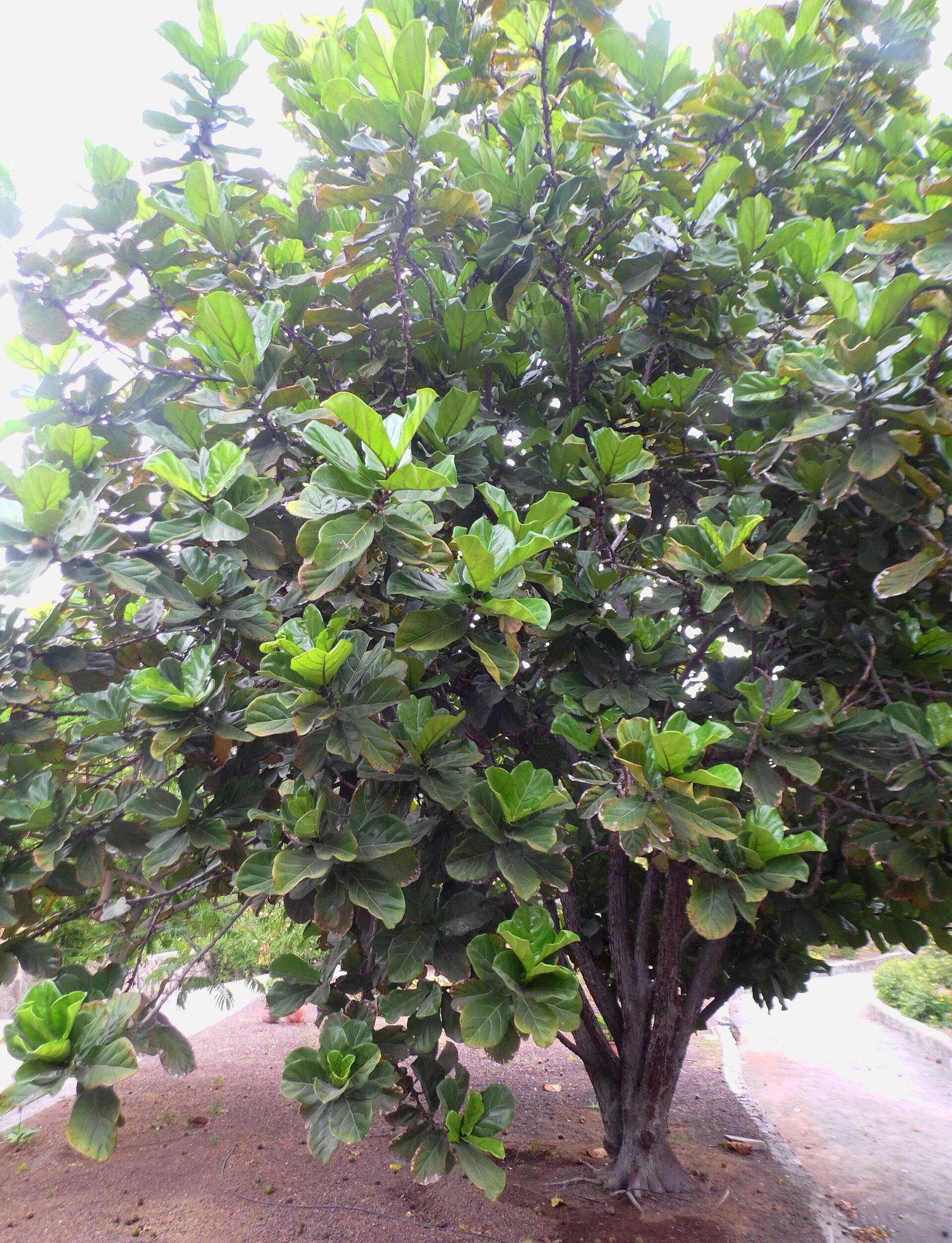 Gran Ficus lyrata del Parque Botánico de Maspalomas, con tronco ramificado y una copa densa de hojas en forma de lira.