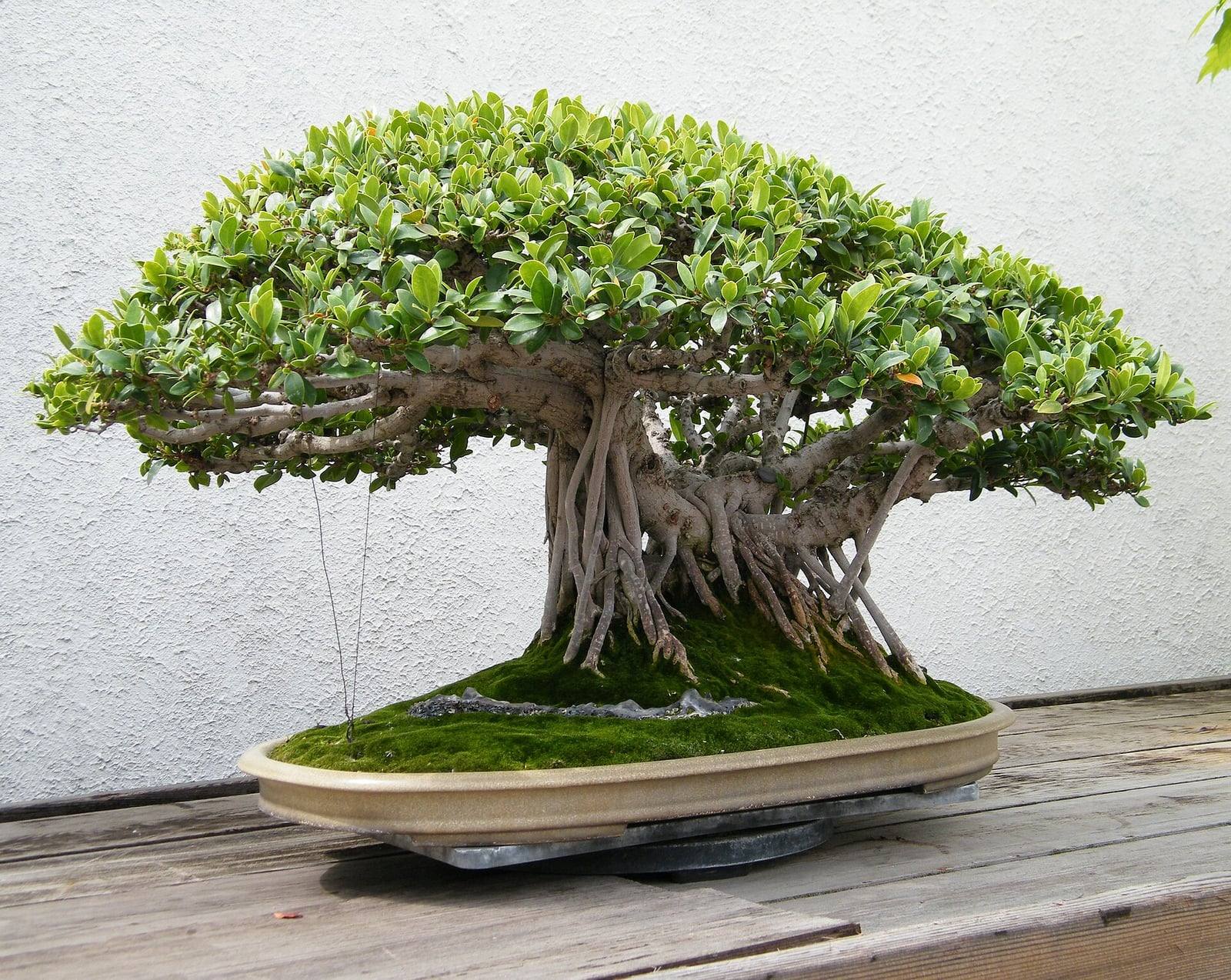 Ficus microcarpa bonsai with many aerial roots forming a massive trunk under a broad canopy of small leaves, in an oval pot covered with moss.