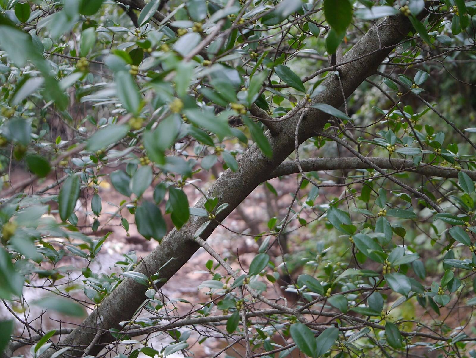 Ficus microcarpa branch with small, glossy oval leaves and small round figs.