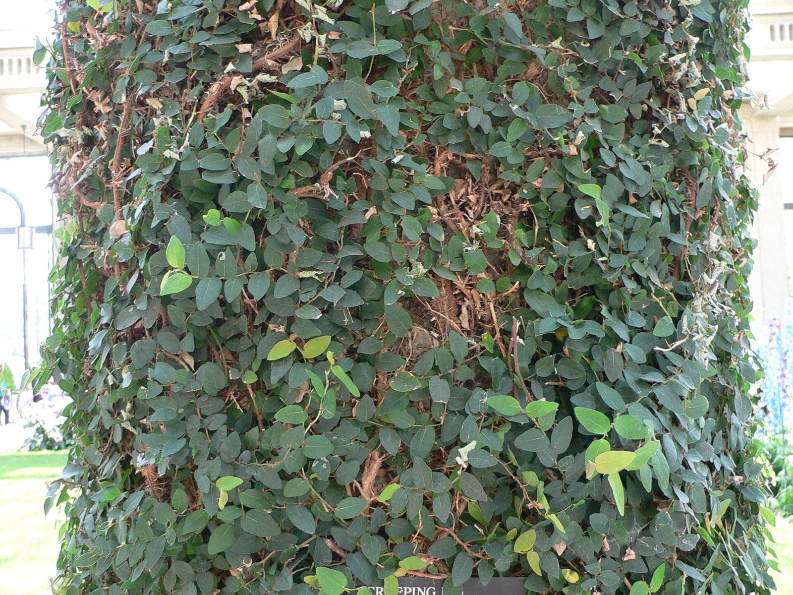 A column completely covered in creeping fig in a botanic garden conservatory: a dense mat of small dark green oval leaves over crisscrossing brown stems, with a few light green new leaves.