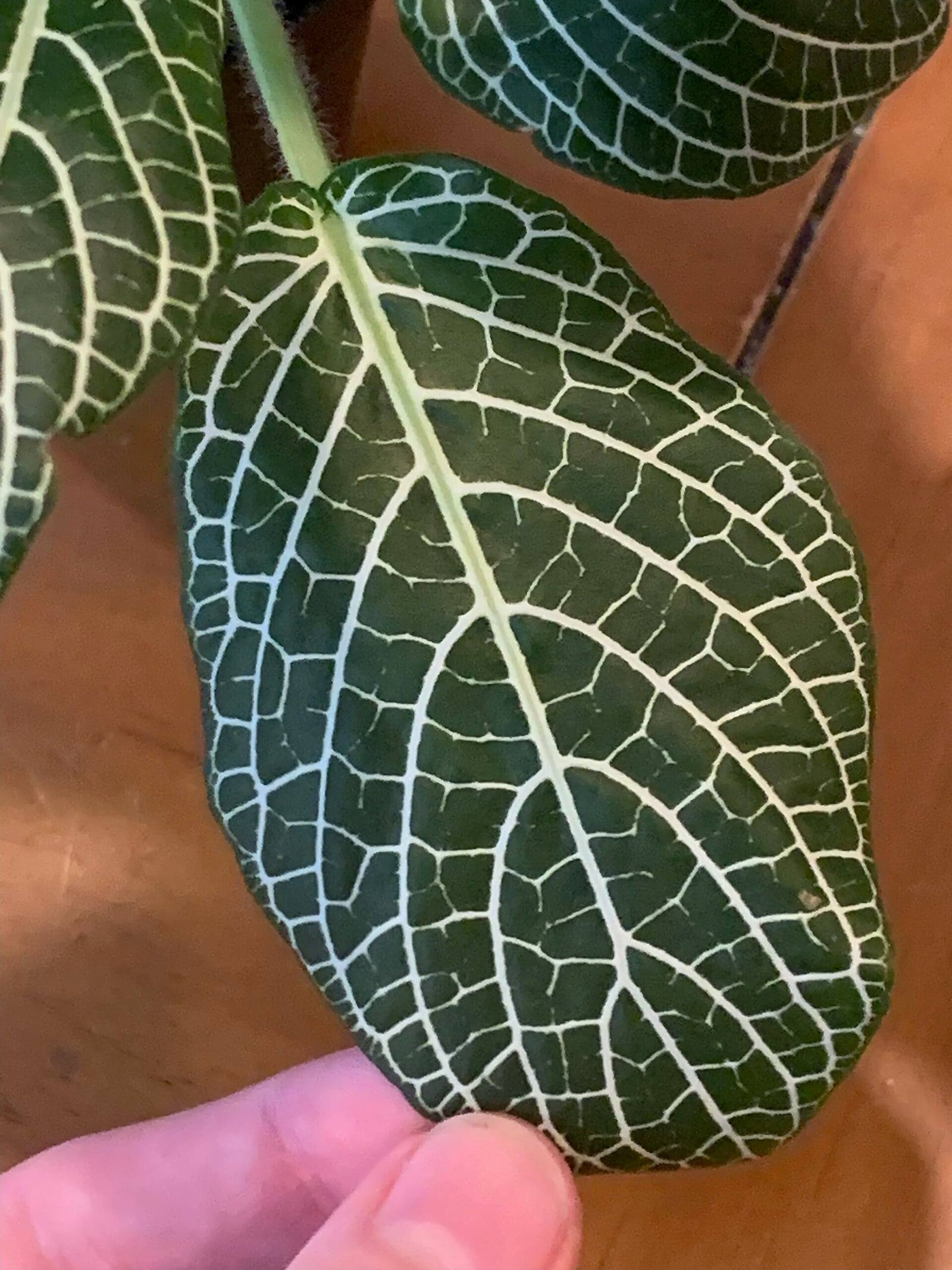 Primer plano de hojas ovaladas verde oscuro de Fittonia albivenis recorridas por una densa red de nervios blancos.