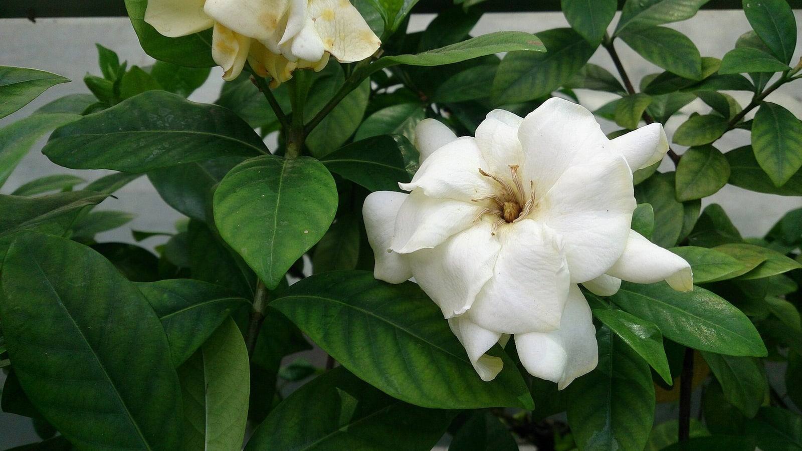 Gran flor doble blanca de gardenia con el centro amarillo pálido, entre hojas verde oscuro brillantes, con una flor marchita color crema arriba a la izquierda.