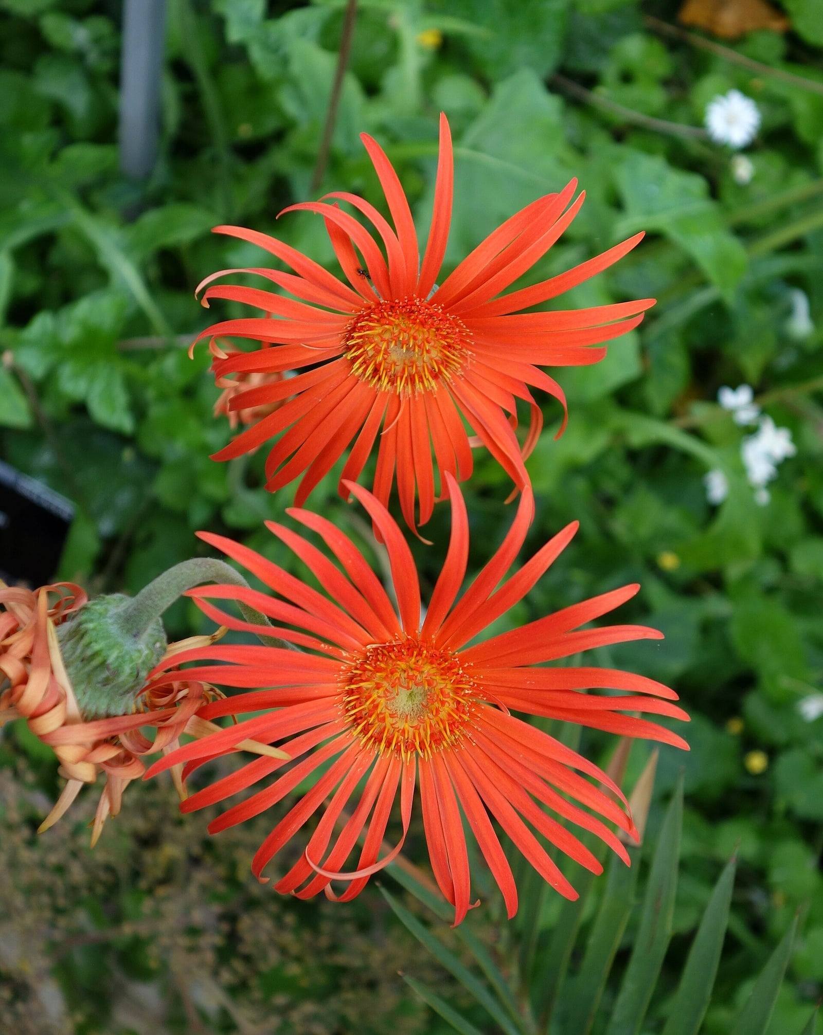 Two Gerbera jamesonii flower heads with long, narrow orange-red ray florets around a yellow center, next to a fuzzy bud, against green foliage.