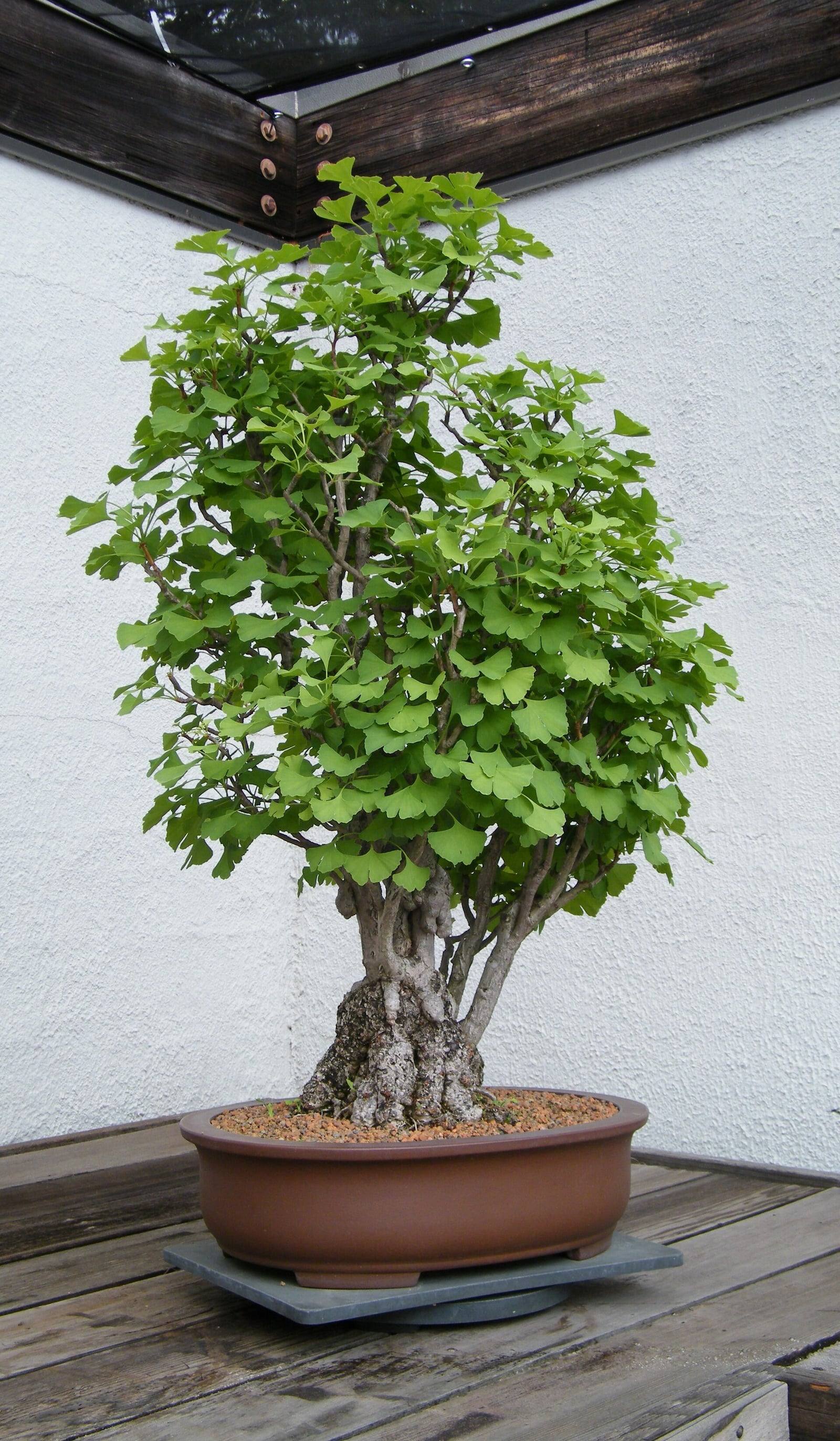Bonsái de ginkgo con numerosos troncos erguidos que brotan de una base gruesa y nudosa, coronados por hojas verdes en abanico, en una maceta ovalada marrón sobre una mesa de madera.