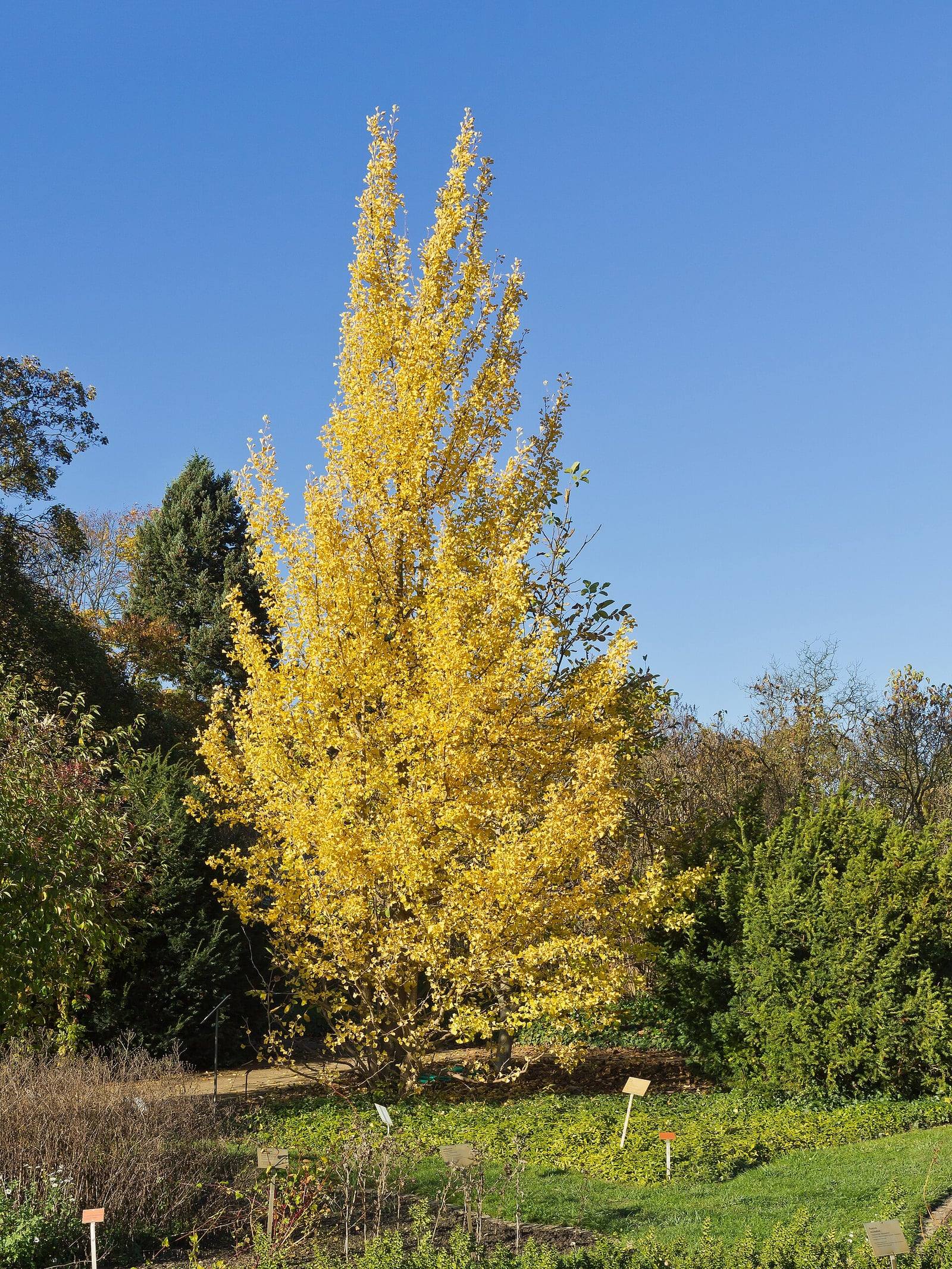 Slender ginkgo tree with its foliage entirely golden yellow in fall, against a blue sky, at the Berlin-Dahlem Botanical Garden.