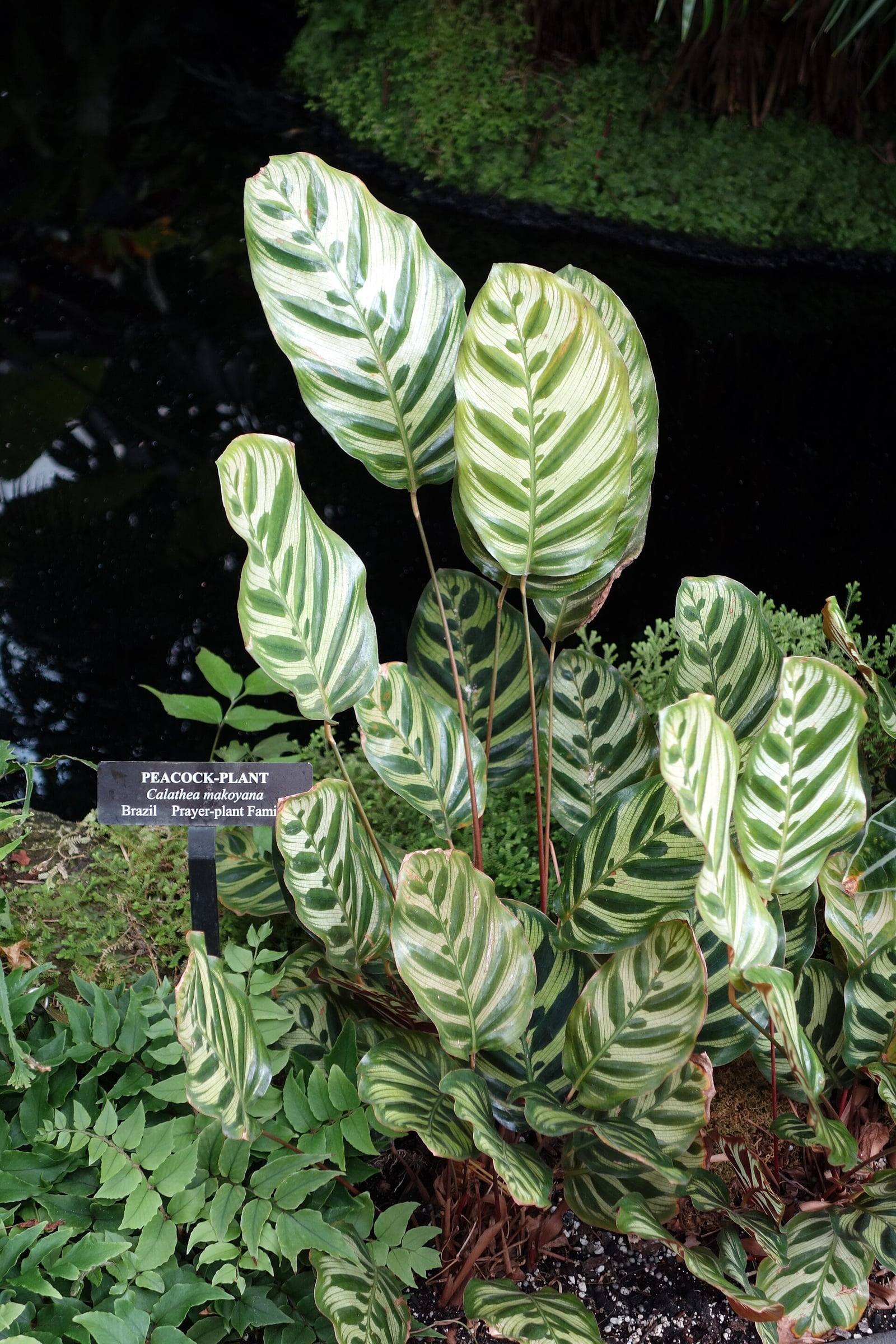 Mata de planta pavo real en un invernadero, con su etiqueta botánica: hojas ovaladas verde crema con manchas verde oscuro en forma de pluma de pavo real, sobre finos pecíolos rojizos.
