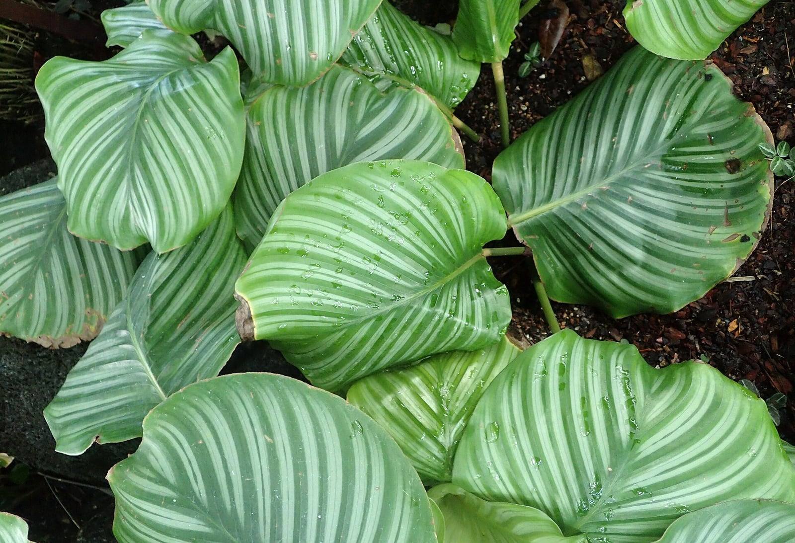 Clump of Calathea orbifolia at the New York Botanical Garden: large round light green leaves with silvery stripes, dotted with water droplets.